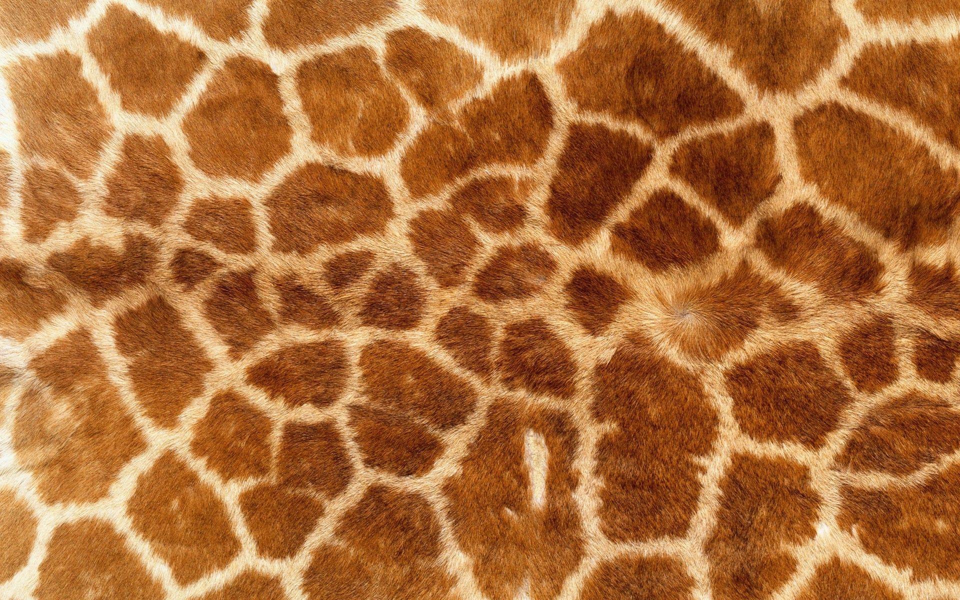 1920x1200 Animal Fur Wallpaper