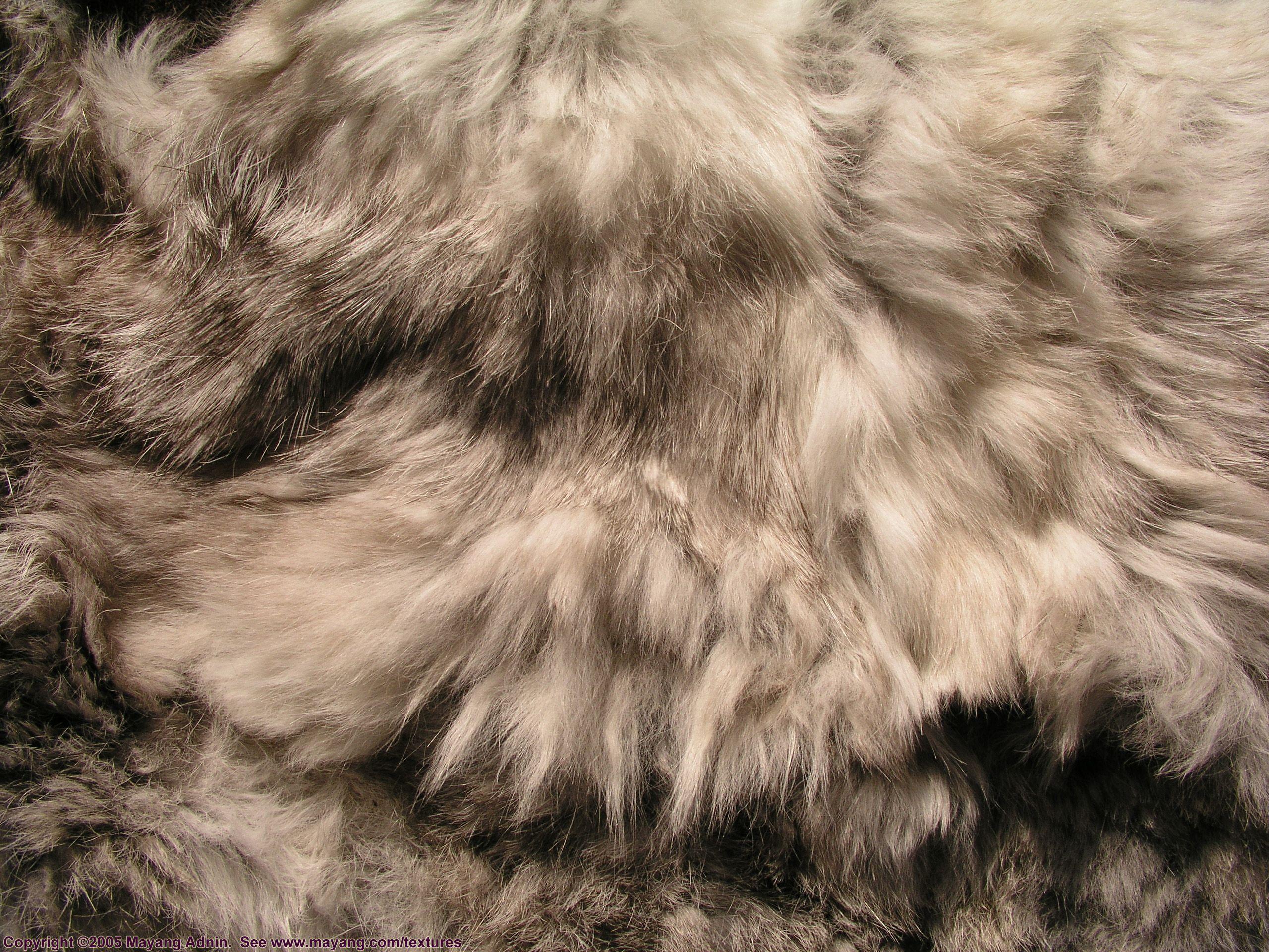 2560x1920 Rabbit Fur texture. Fur texture, Fur textures, Rabbit fur