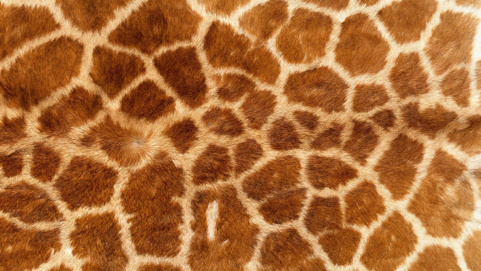 1920x1080 Free photo: Animal Skin Texture, Honeycomb, Wild