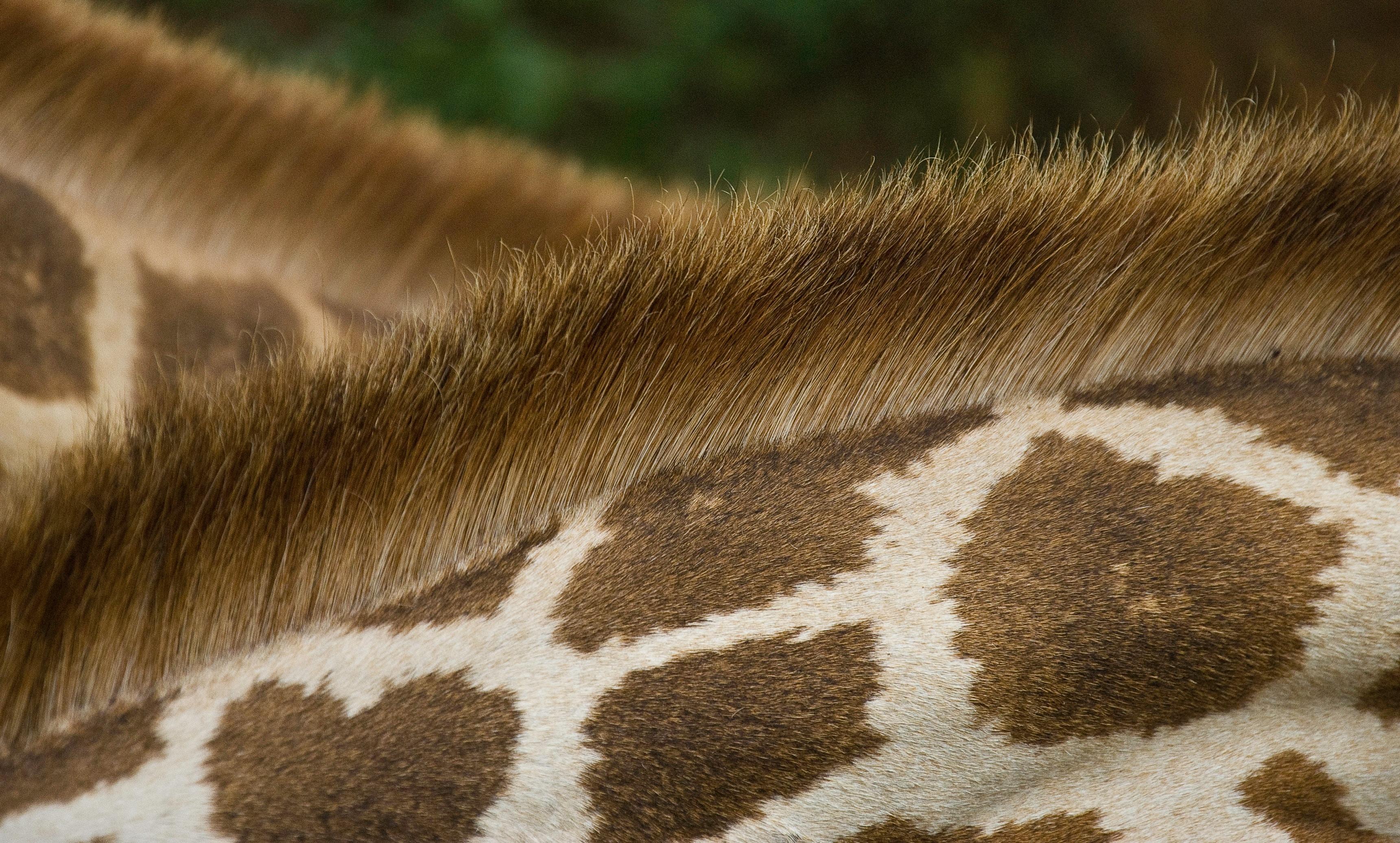3441x2072 3441x2072 #animal, #herbivore, #wildlife, #neck, #fur, #africa, #woodland, #backdrop, #hair, #grassland, #texture, #mane, #spot, #PNG image, #kenya, #mammal, #giraffe, #skin, #wallpaper, #national park, #pattern. Mocah HD Wallpaper