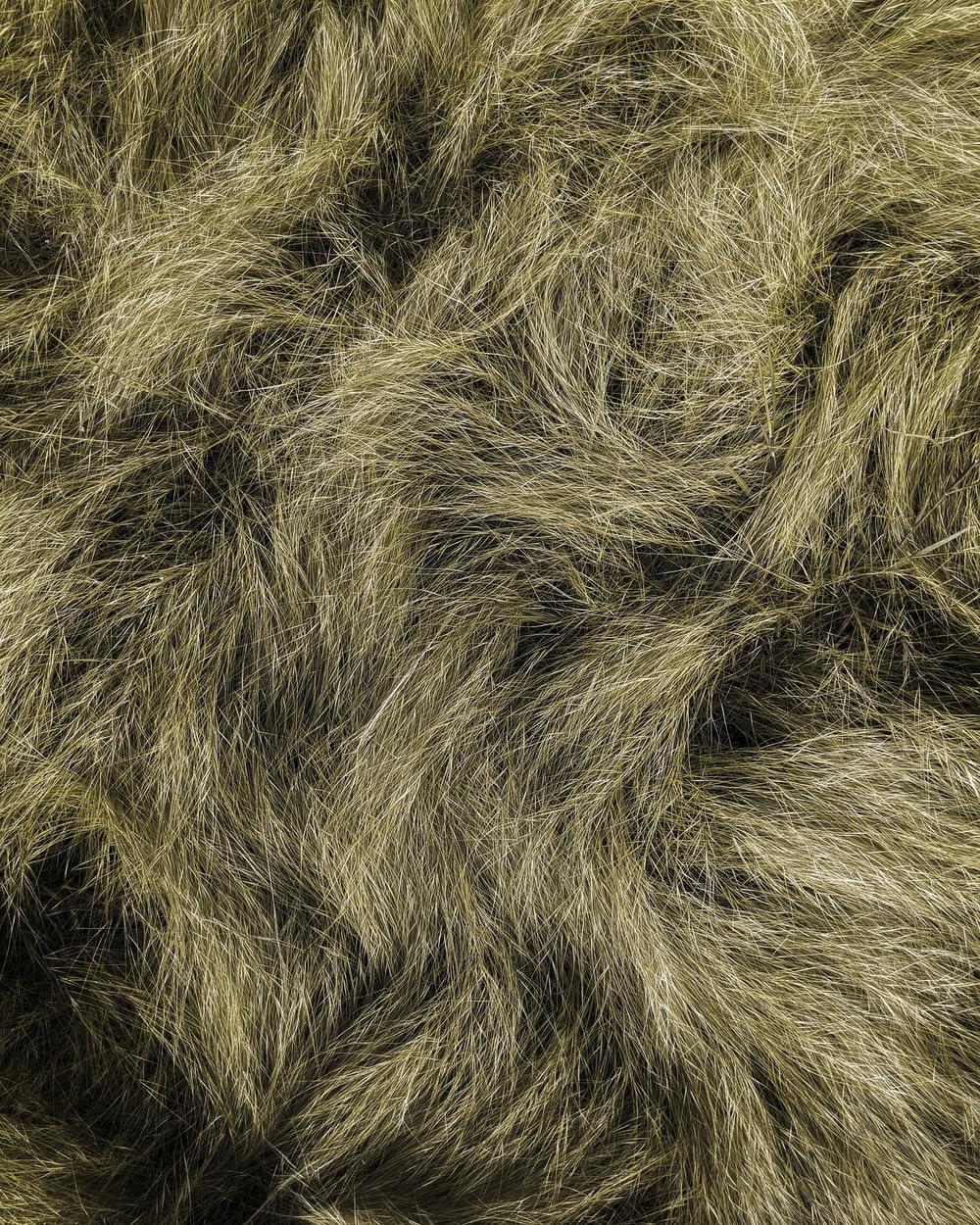 1000x1250 Fur Picture. Download Free Image