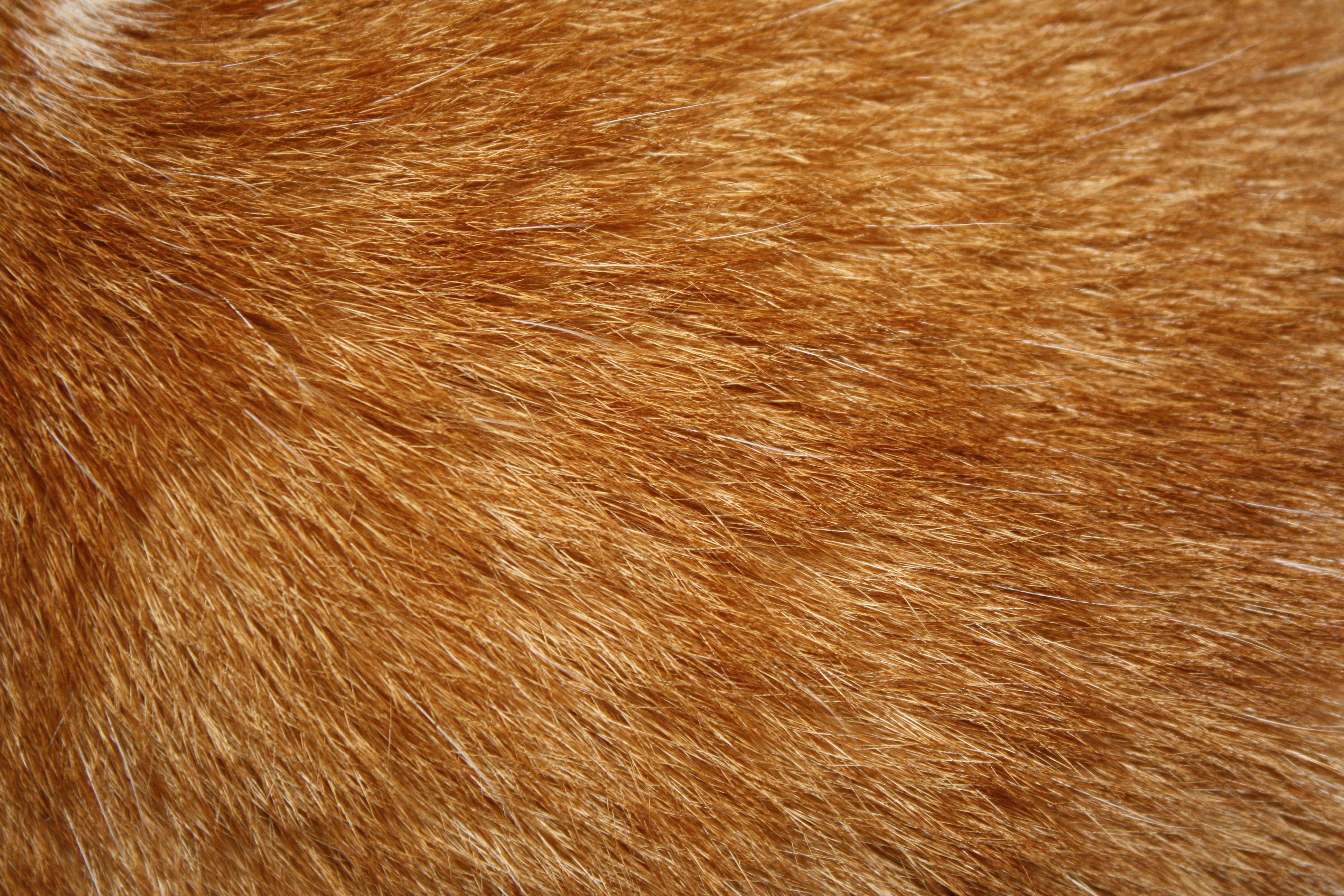 3888x2592 Animal Fur Wallpaper