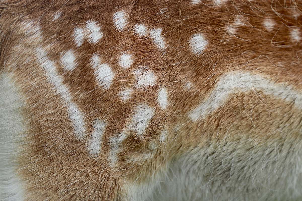 1200x800 Texture Beige And Brown Animal Fur Animal Image