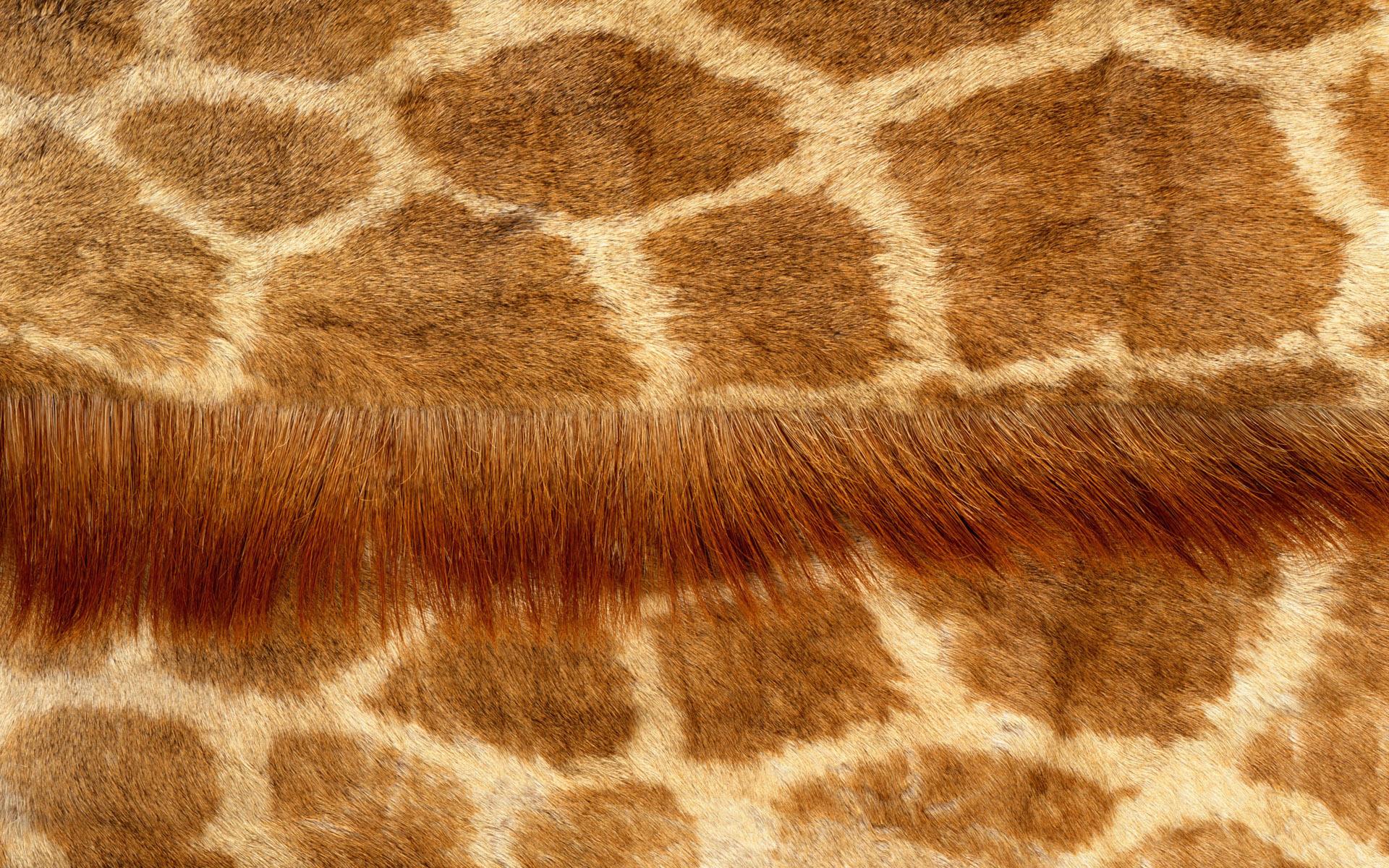 1920x1200 Free photo: Animal fur texture, Coat, Dog