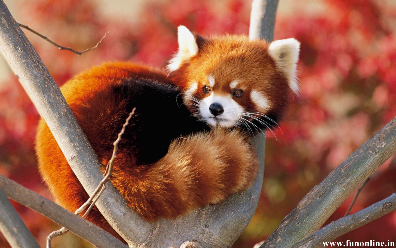 1680x1050 Free download Cute Baby Fox Wallpaper Amazing Wallpaper [1680x1050] for your Desktop, Mobile & Tablet. Explore Kawaii Fox Wallpaper. Fox Racing Wallpaper HD, Fox Racing Desktop Wallpaper, Fox Wallpaper for Desktop