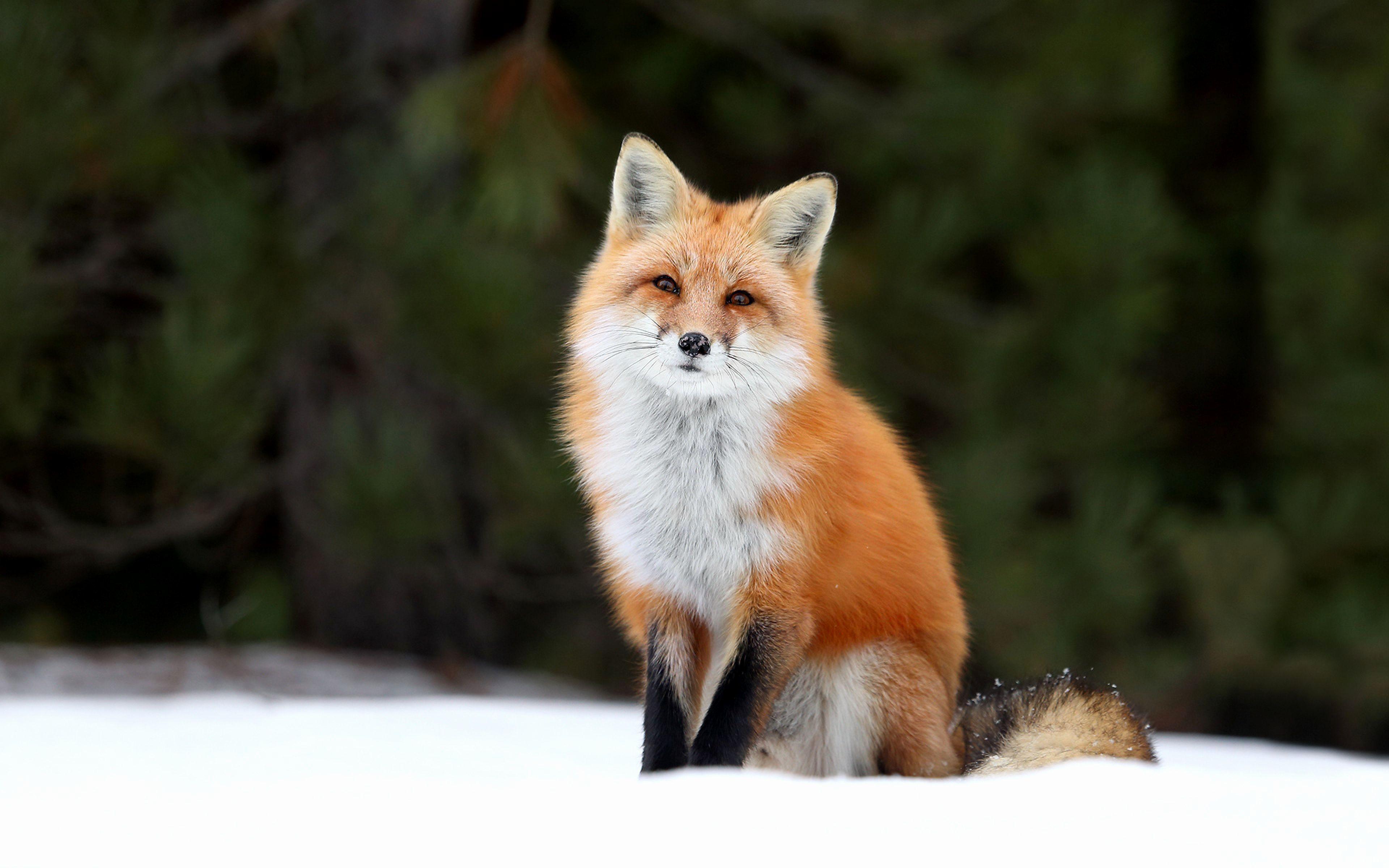 3840x2400 Cute Red Fox Wallpaper