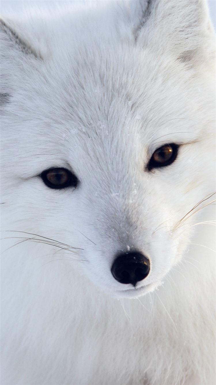 750x1334 Artic Fox White Animal Cute iPhone 8 Wallpaper Free Download
