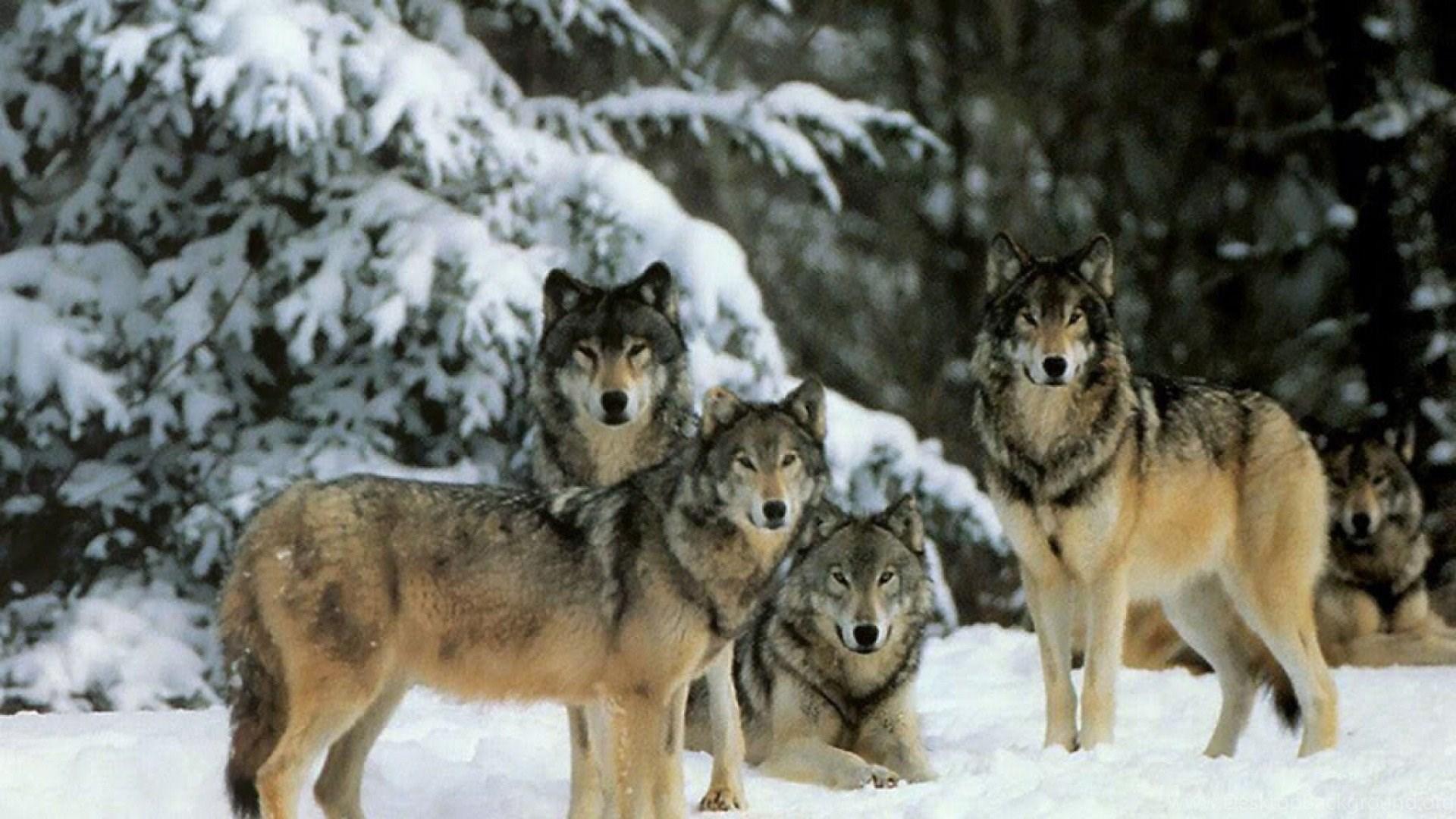 1920x1080 SuperHD.pics: Wolfpack Snow Wolves Winter Painting Trees Desktop. Desktop Background