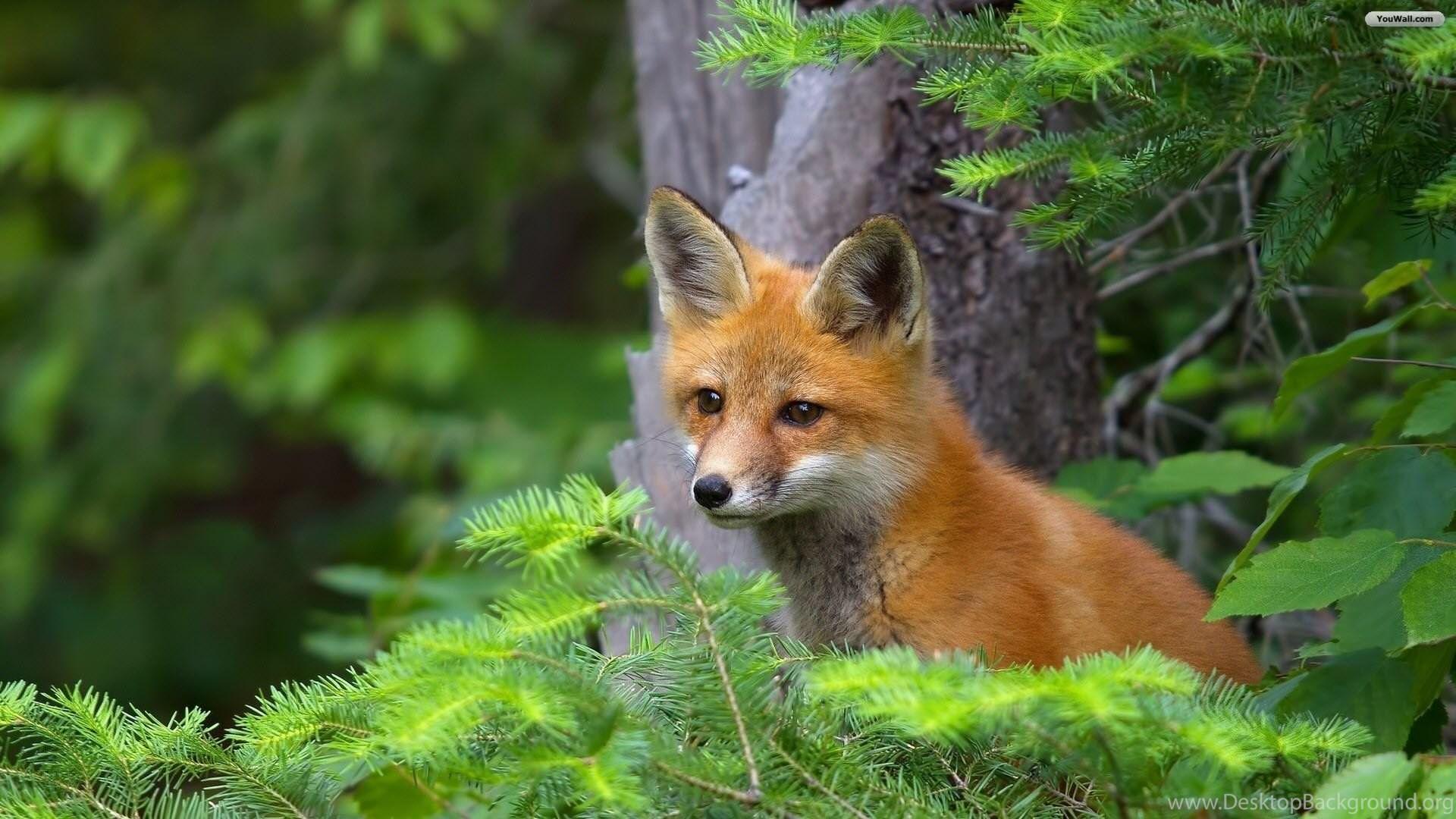 1920x1080 YouWall Cute Red Fox Wallpaper Wallpaper, wallpaper, free. Desktop Background