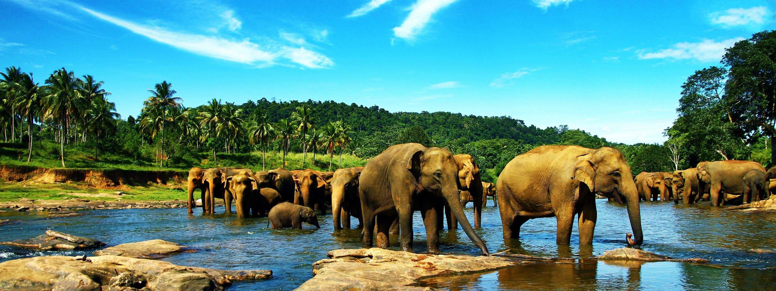 Animal Dual Monitor Wallpapers - Top Free Animal Dual Monitor ...
