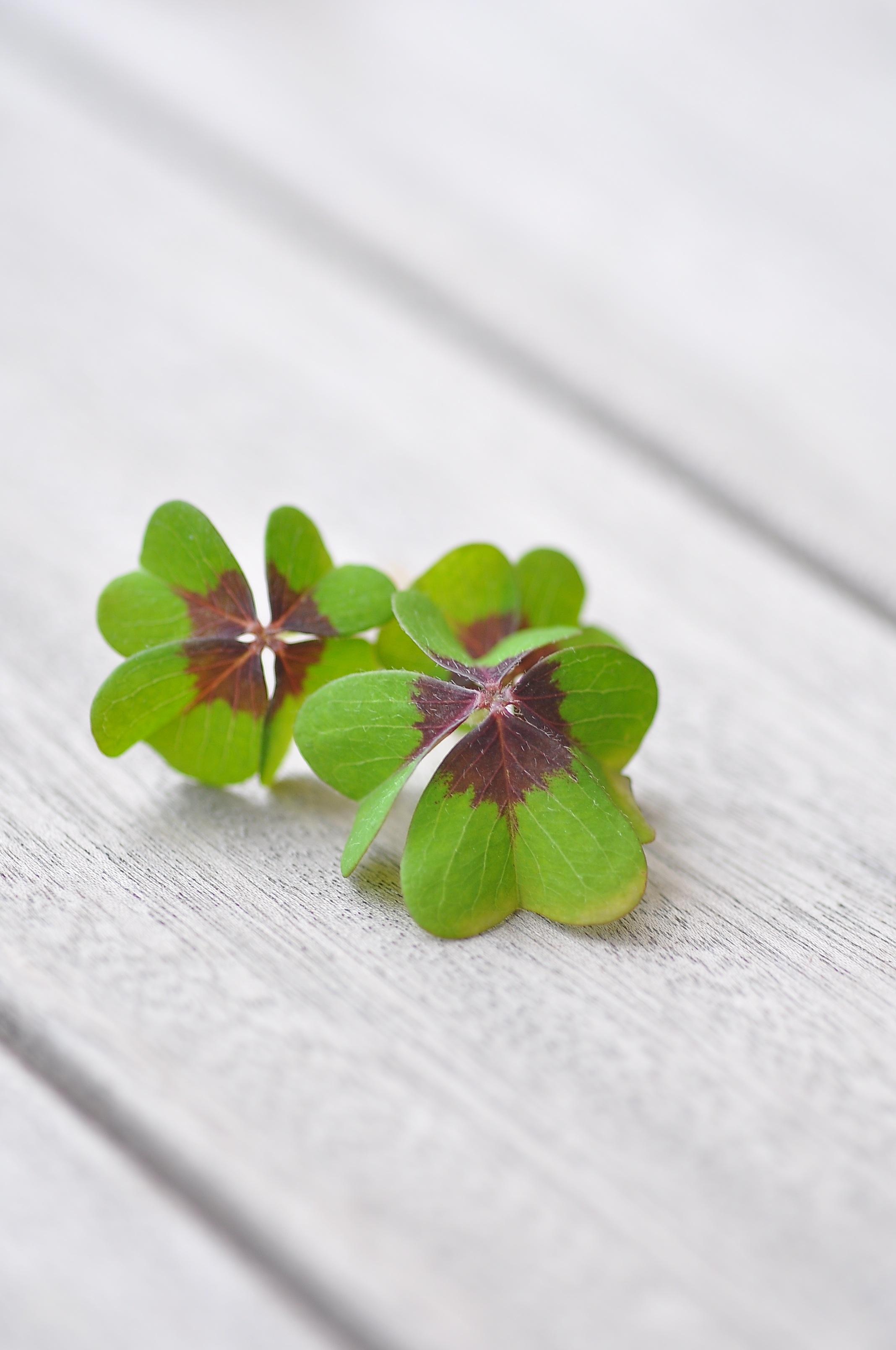 2136x3216 Free photo: Lucky Clover, Fresh, Green