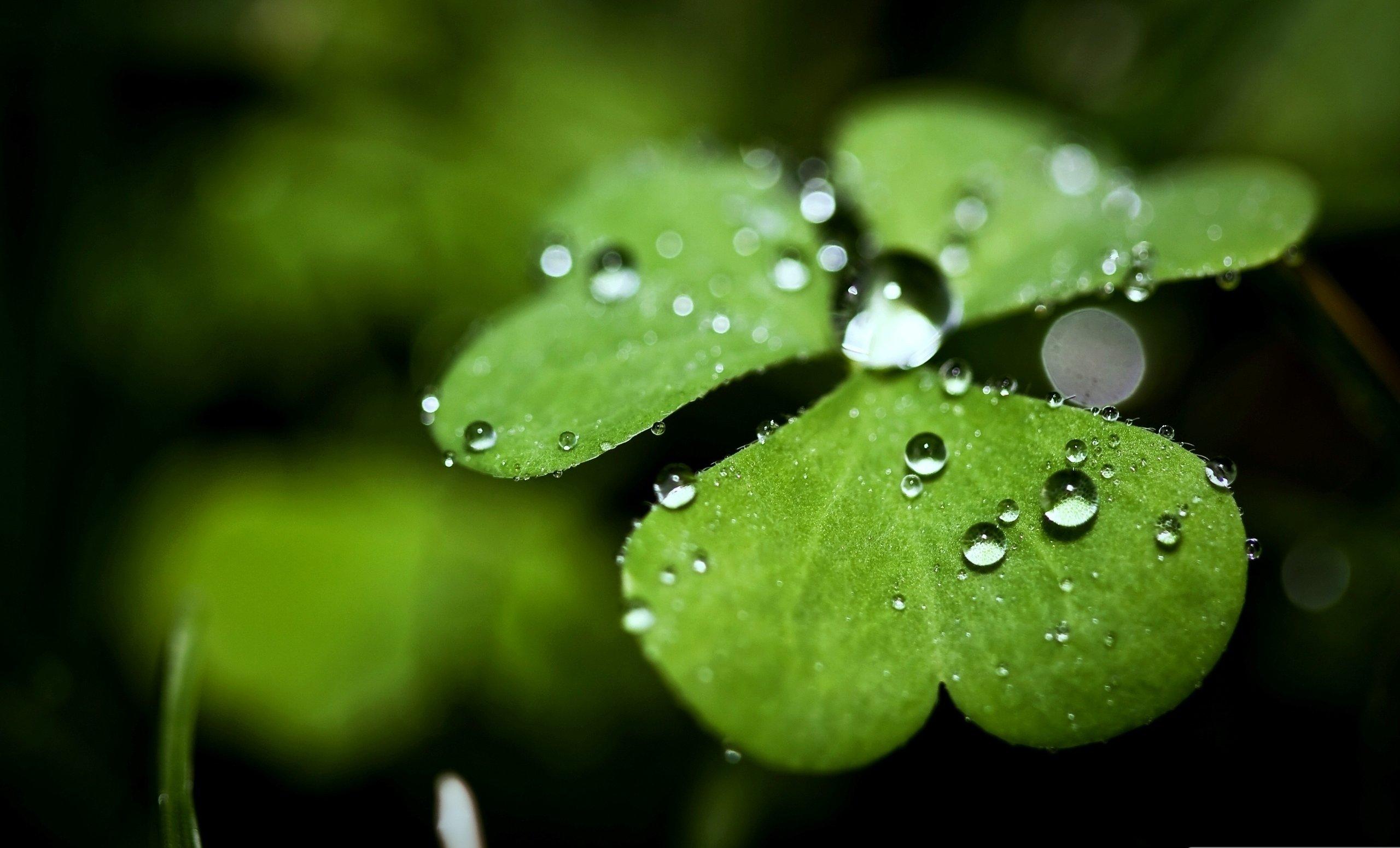 2560x1550 Free download Download Four Leaf Clover Wallpaper HD [2560x1550] for your Desktop, Mobile & Tablet. Explore Four Leaf Clover Wallpaper. Clovers Wallpaper