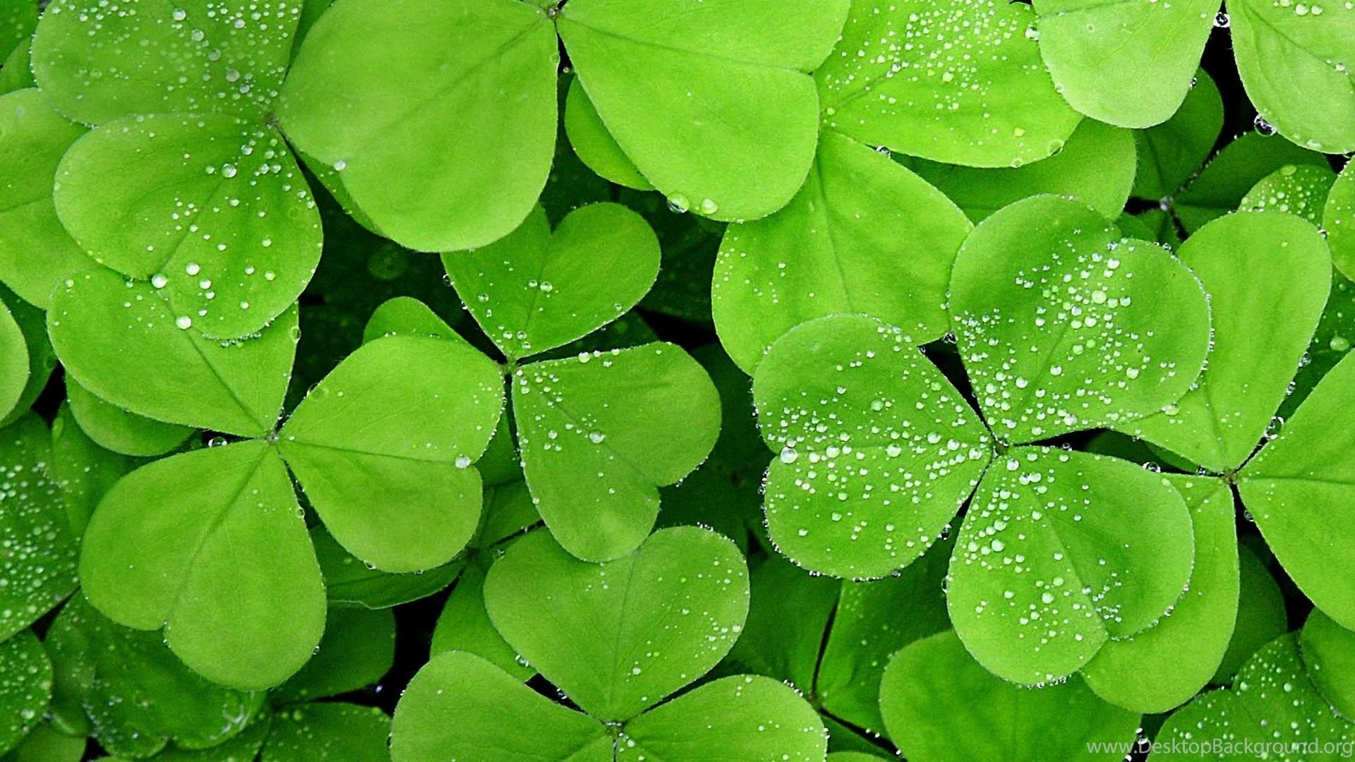 1920x1080 Small Water Drops On The Green Lucky Clover HD Wallpaper Desktop Background