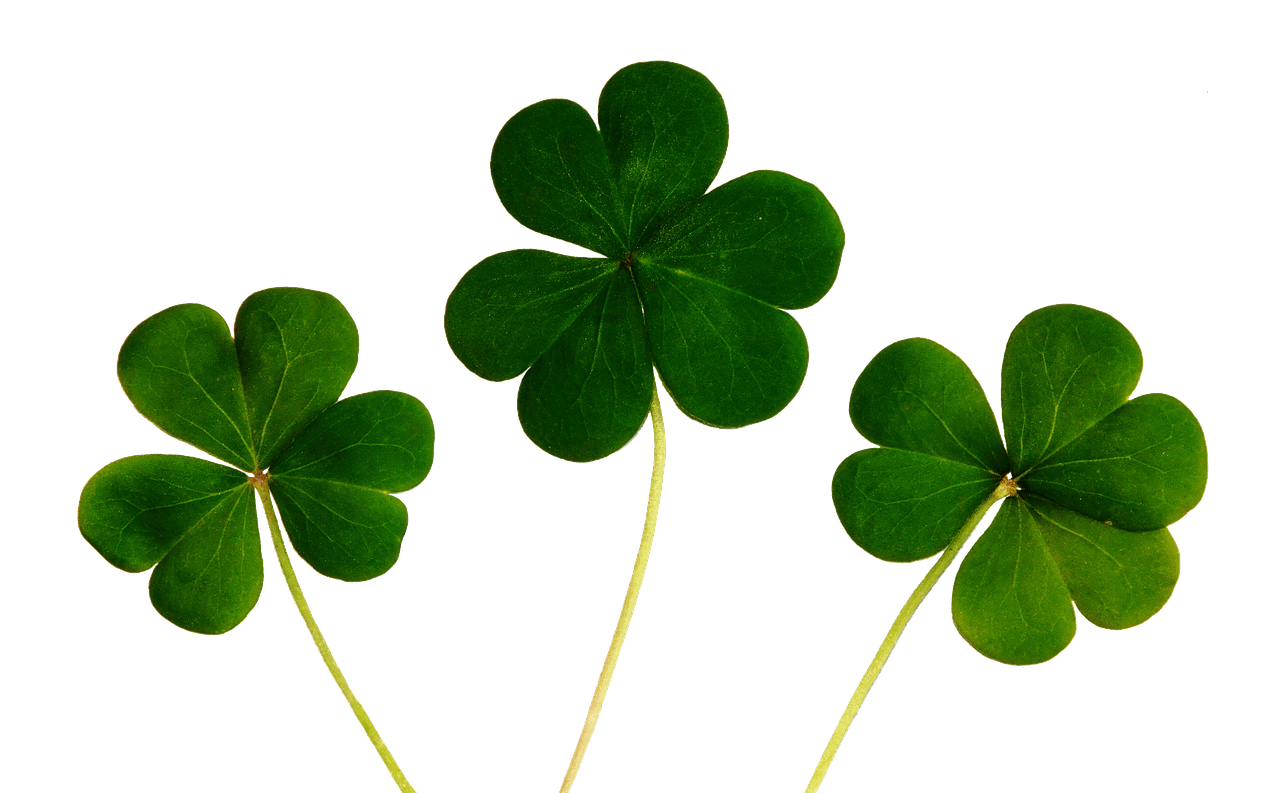 1280x793 Clover Four Leaf Happiness