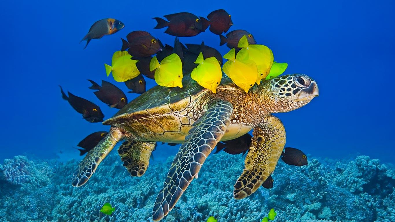 1366x768 Bing Sea Turtle Wallpaper