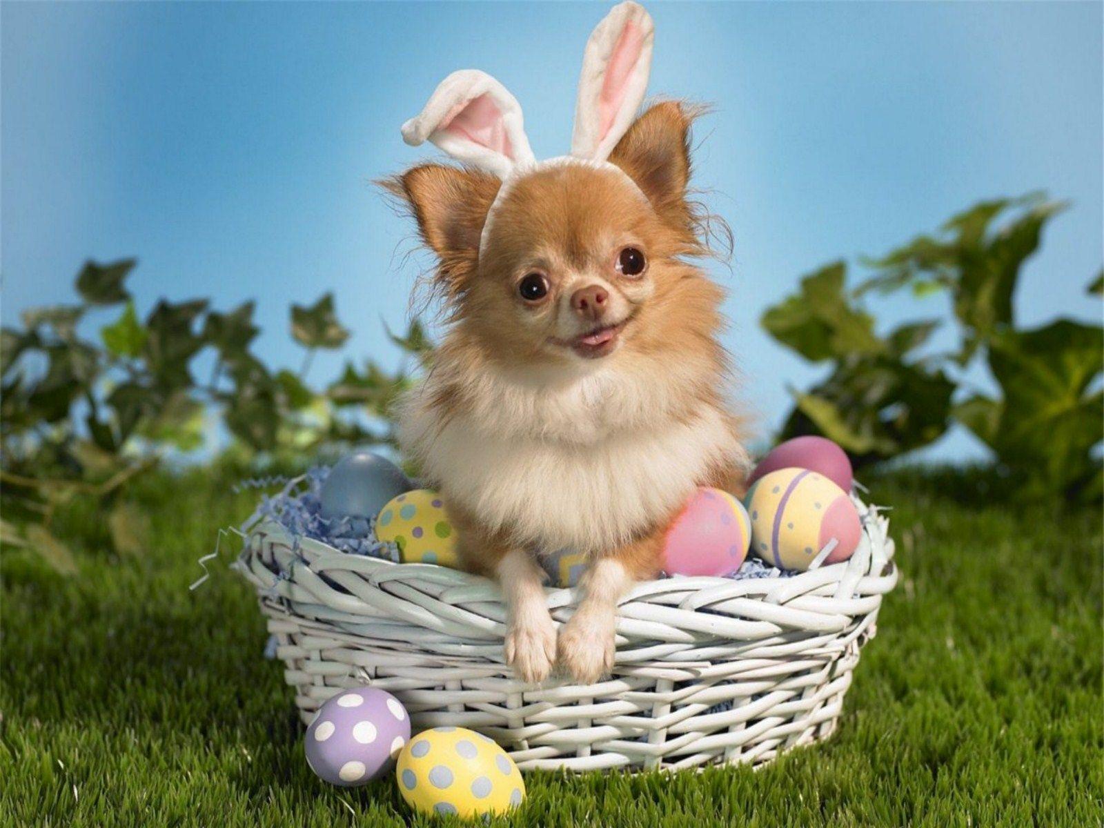 1600x1200 Dog Easter Wallpaper