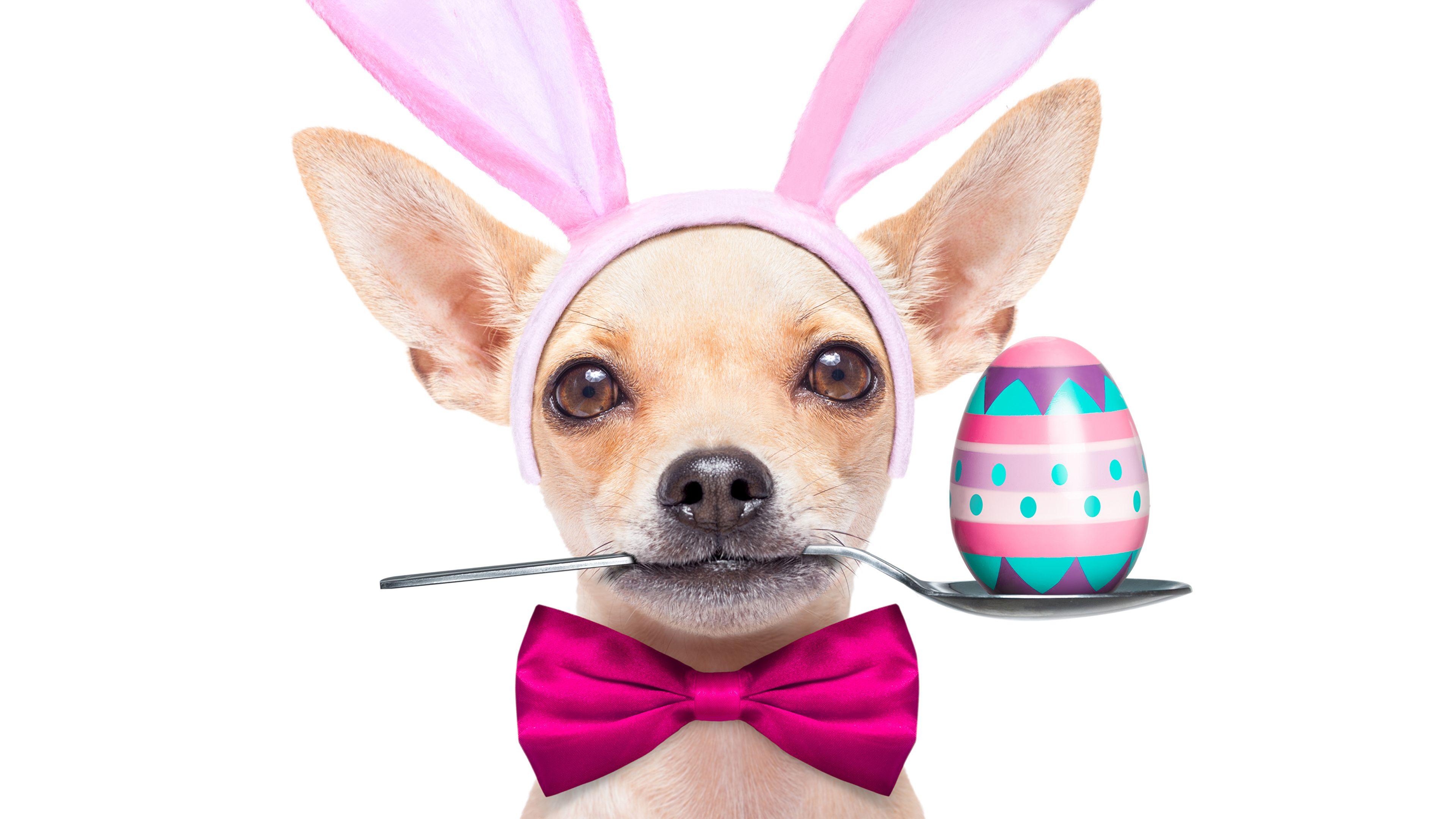 3840x2160 Easter Dogs Wallpaper