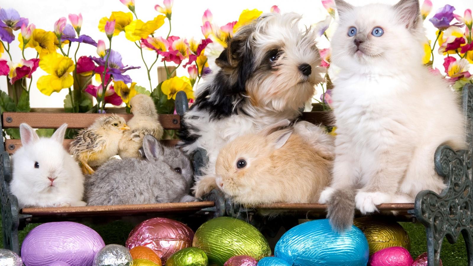 1600x900 Free download Kitten dog puppy rabbits chickens eggs flowers easter wallpaper [1920x1200] for your Desktop, Mobile & Tablet. Explore Puppy And Rabbit Wallpaper. Puppy And Rabbit Wallpaper, Puppy and