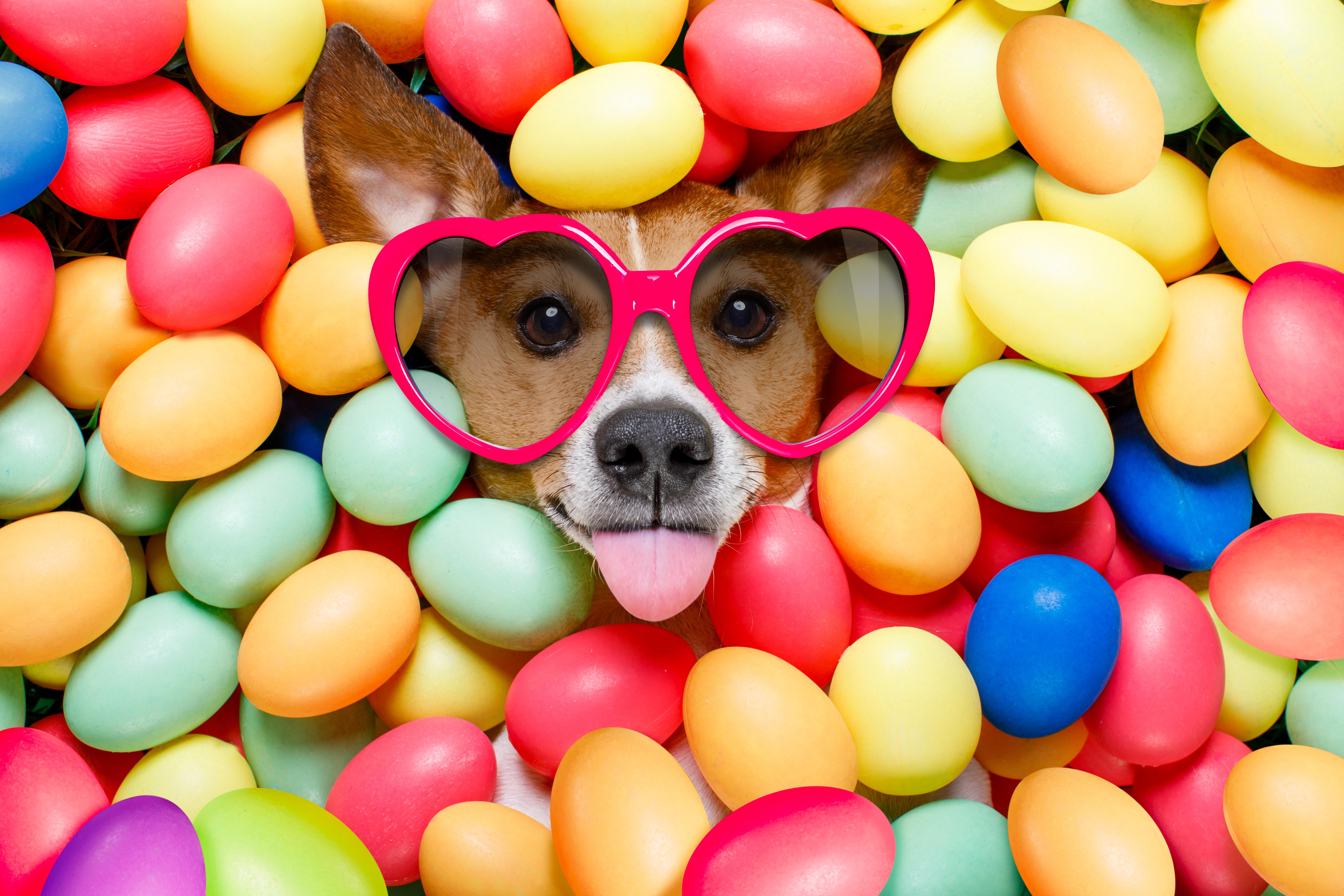 6720x4480 Colorful Colors Dog Easter Egg Muzzle Sunglasses Wallpaper:6720x4480