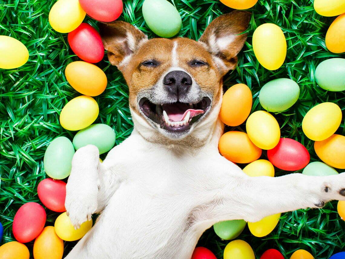 1140x855 Easter Egg Dog Hunt at Ardmore Regional Park