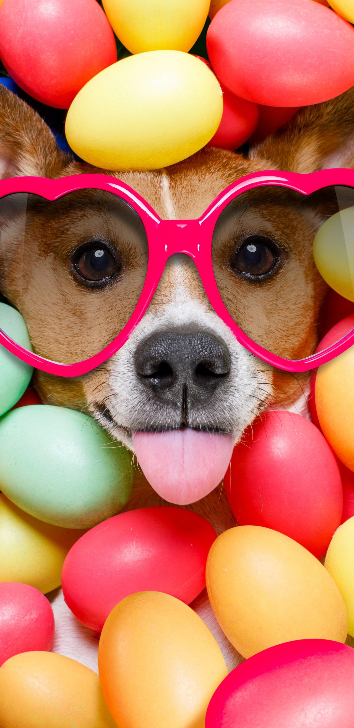 Egg Dog Wallpapers Top Free Egg Dog Backgrounds WallpaperAccess