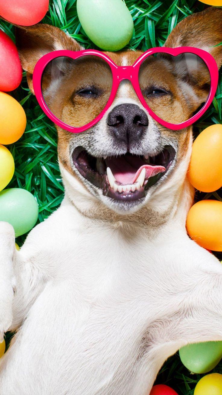 736x1308 Happy Dog With Easter Eggs 4K Ultra HD Mobile Wallpaper. Happy dogs, Dog wallpaper, Cute dogs