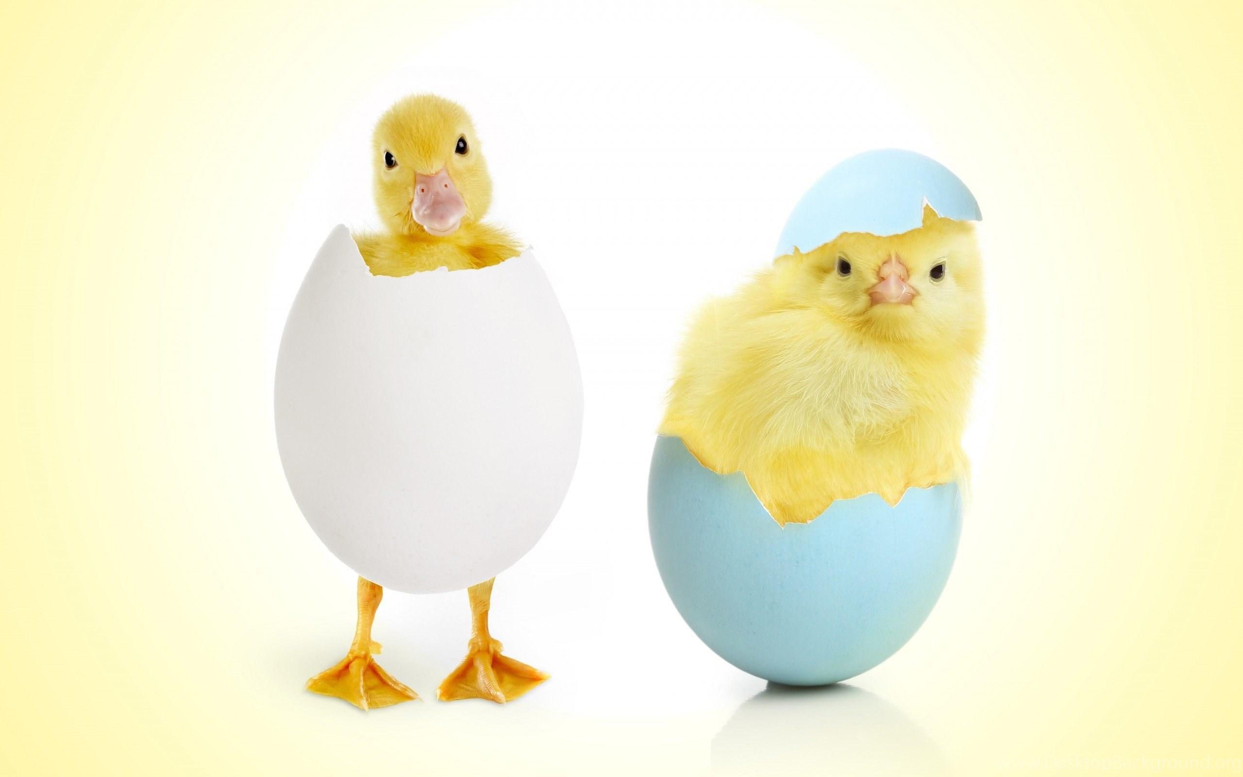 2560x1600 Egg Hatching Chicks Funny Wallpaper For Desktop & Mobile Desktop Background