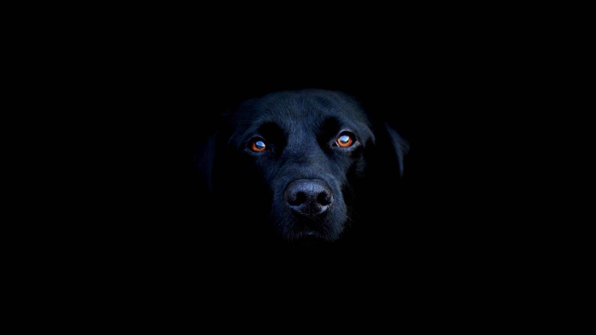 1920x1080 Dog Desktop Wallpaper