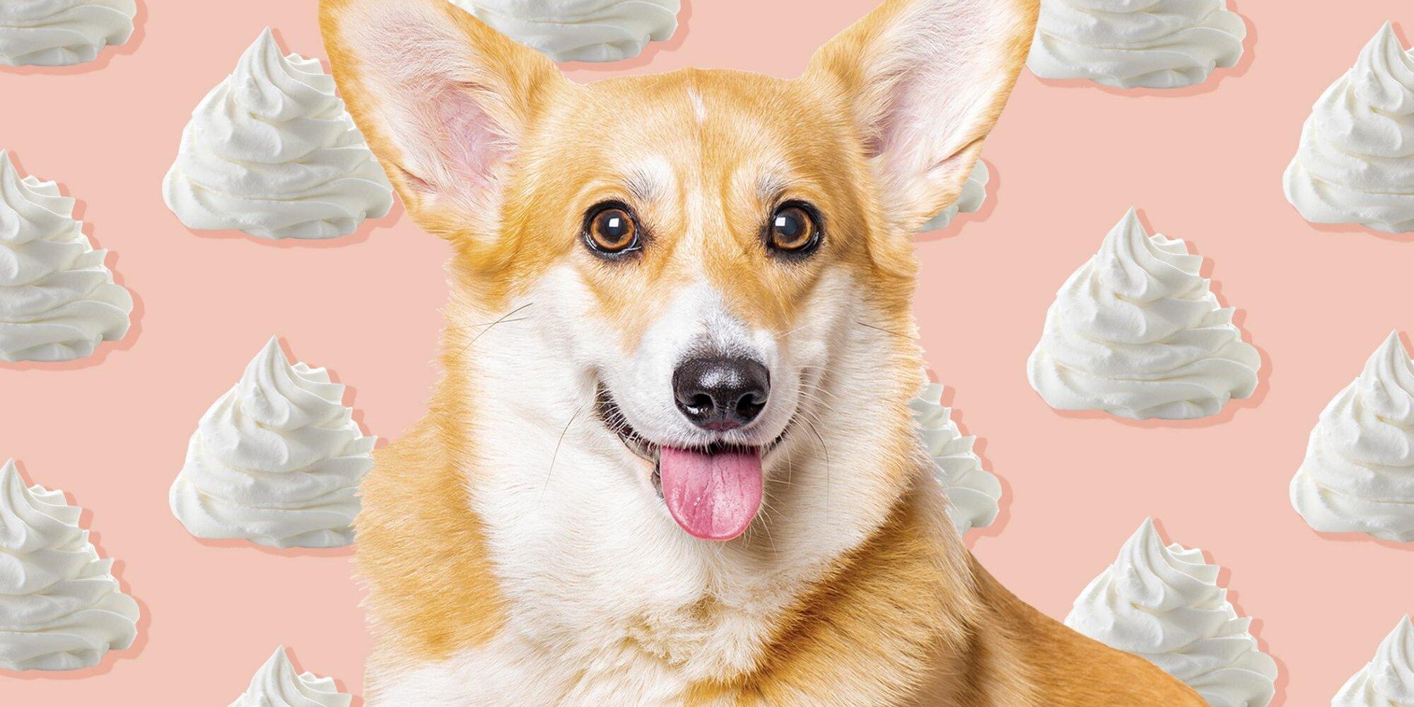 2000x1000 Can Dogs Eat Whipped Cream? What to Know Before You Grab Another Puppuccino at Starbucks