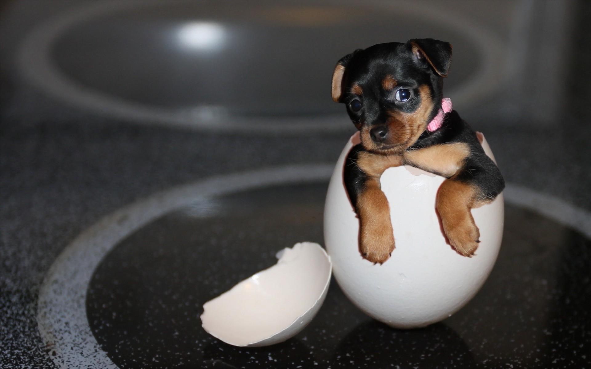 1920x1200 dog, Eggs, Animals, Baby Animals, Yorkshire Terrier Wallpaper HD / Desktop and Mobile Background