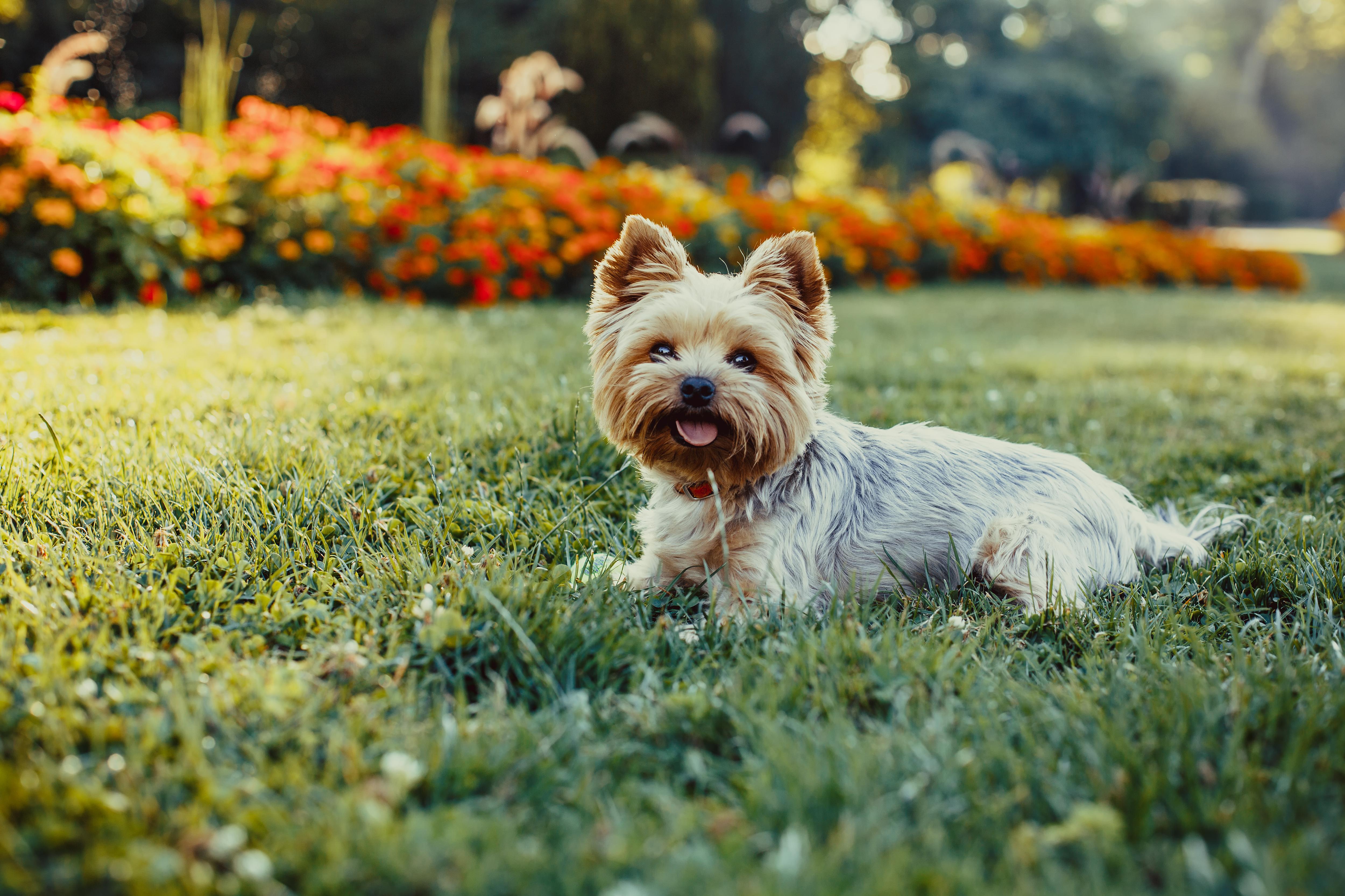 5000x3333 Yorkshire Terrier Dog On The Green Grass Blog of Park Seed