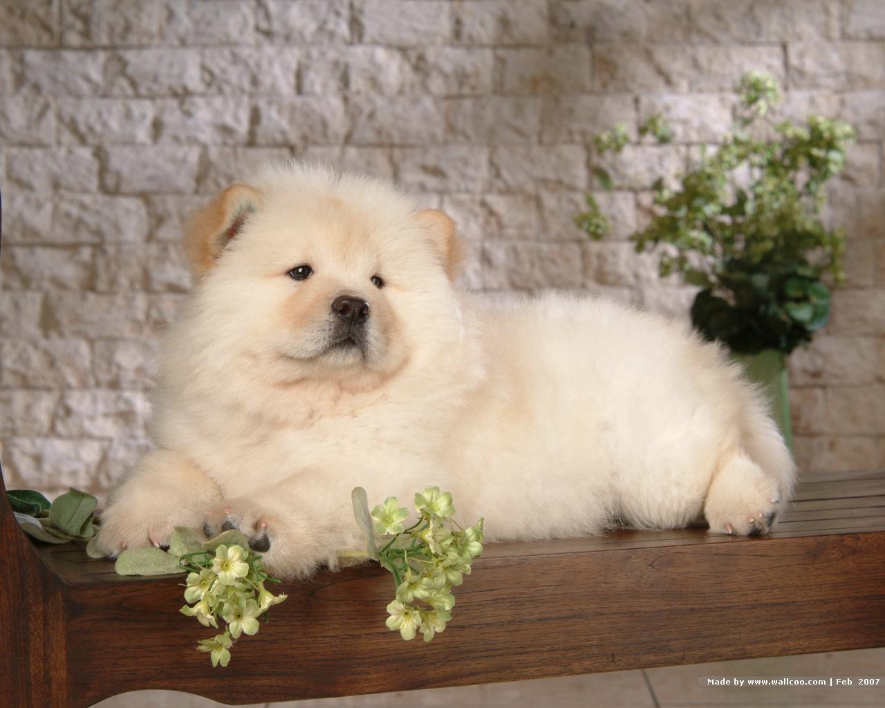 1280x1024 Chow Chow Puppy Wallpaper