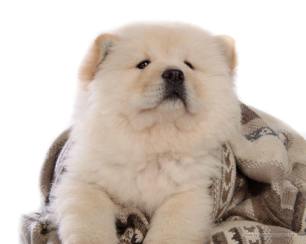 1280x1024 Chow Chow Wallpaper