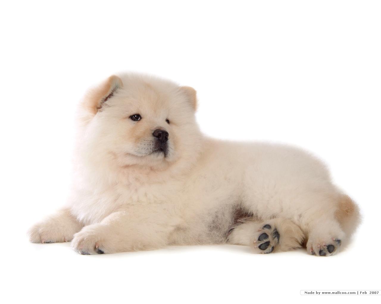 1280x1024 Fluffy Chow Chow Puppies wallpaper Chow puppy Picture 1280x1024 NO.21 Desktop Wallpaper