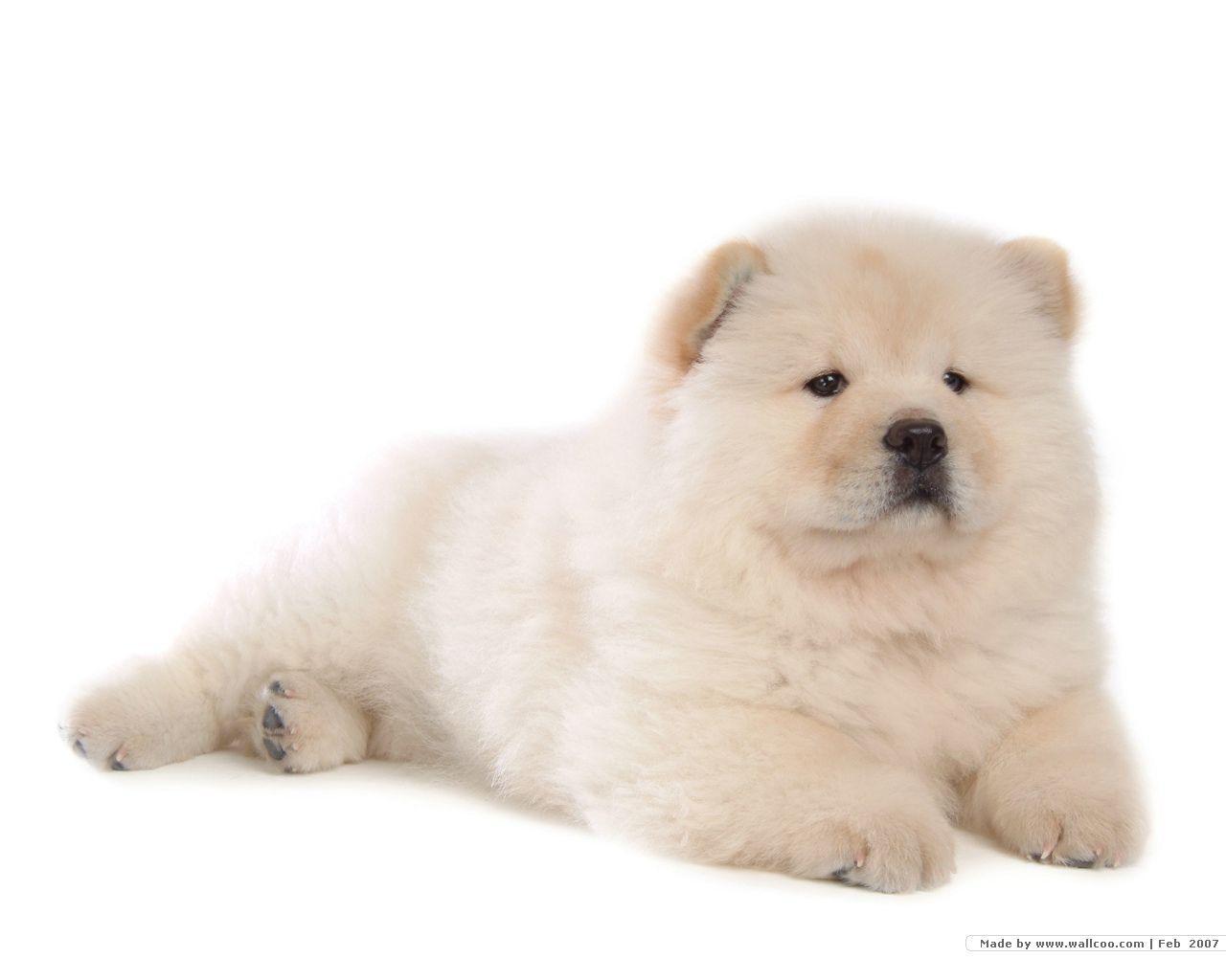 1280x1024 Chow Chow Wallpaper