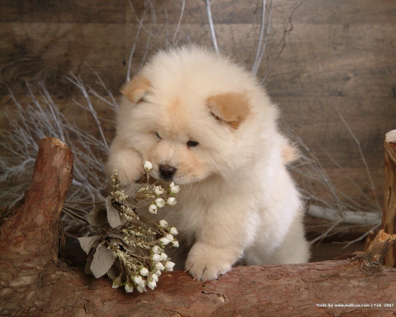 1280x1024 Chow Chow Puppy Wallpaper