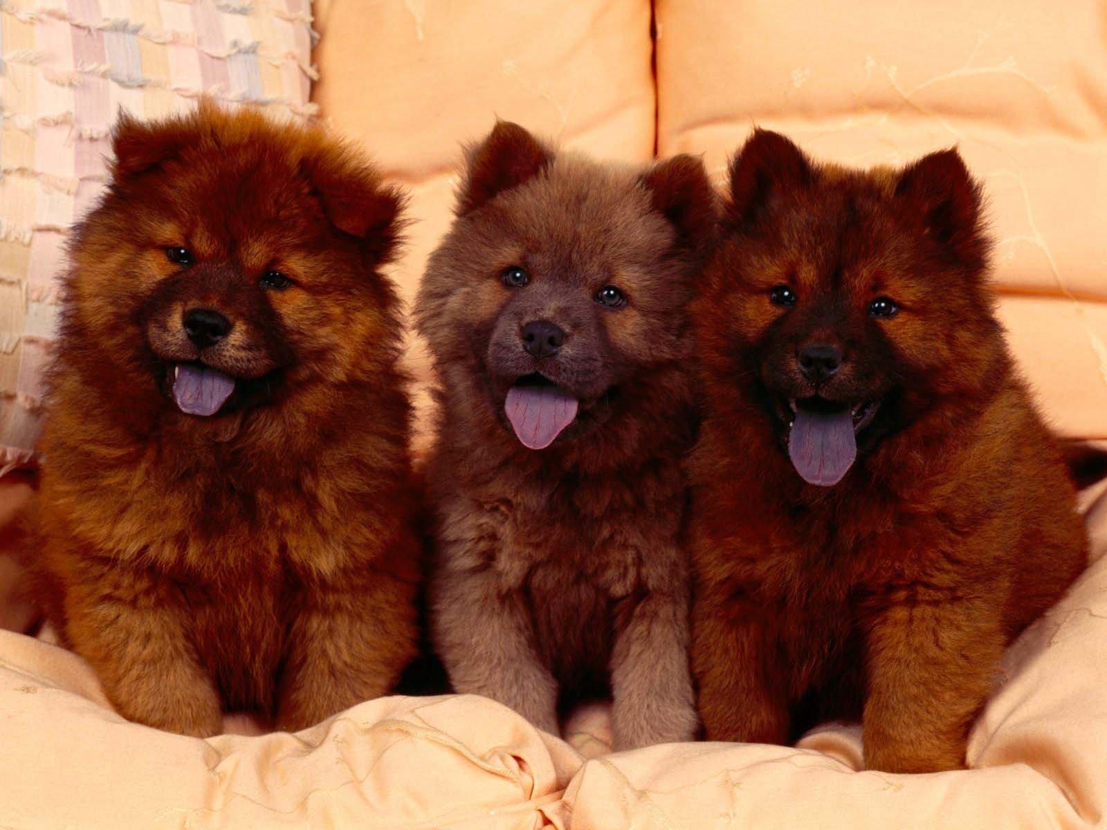 1600x1200 Chow Chow Puppies Wallpaper and Background Imagex1200
