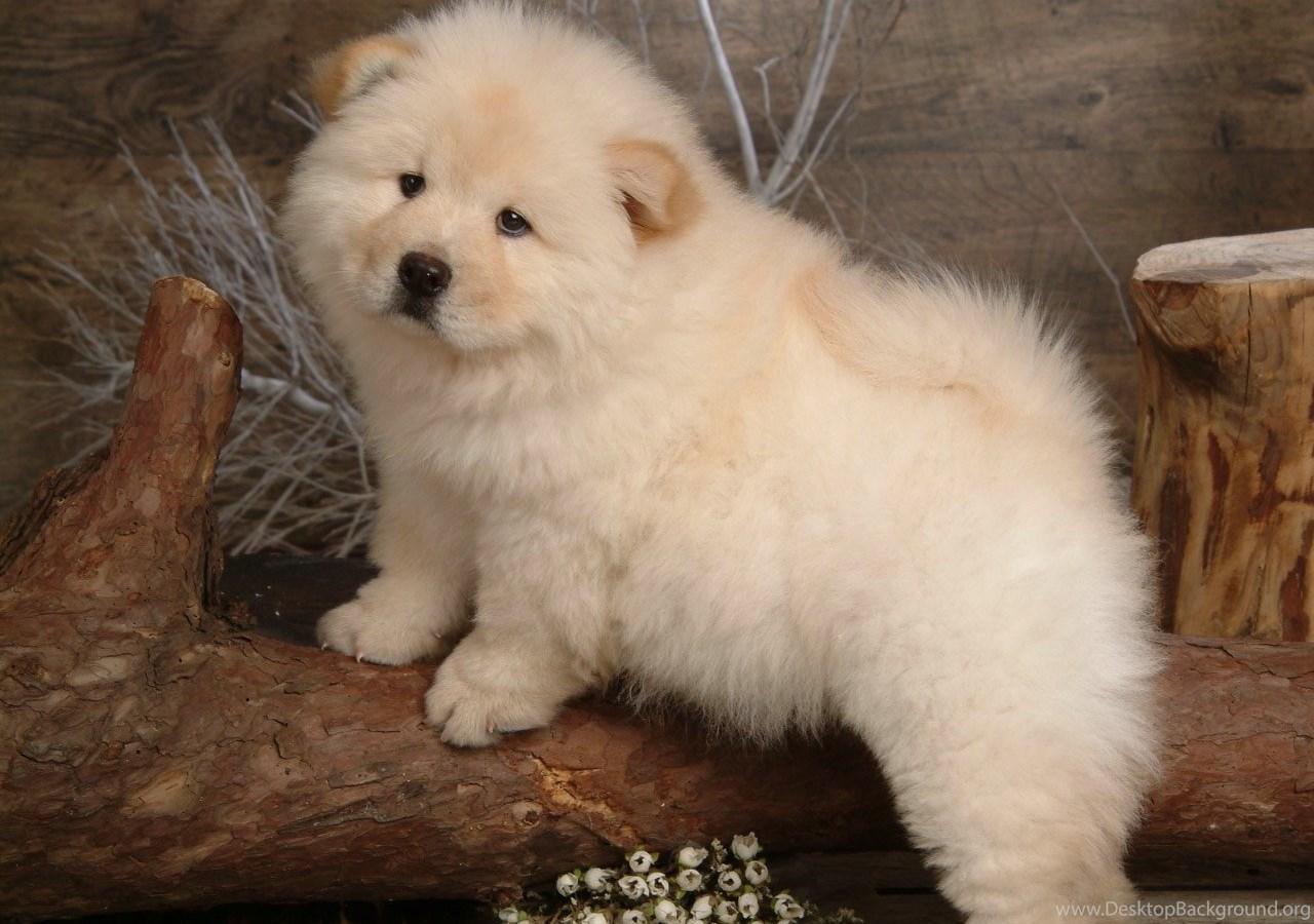 1280x900 Fluffy Chow Chow Puppies Wallpaper Chow Chow Puppy Picture. Desktop Background