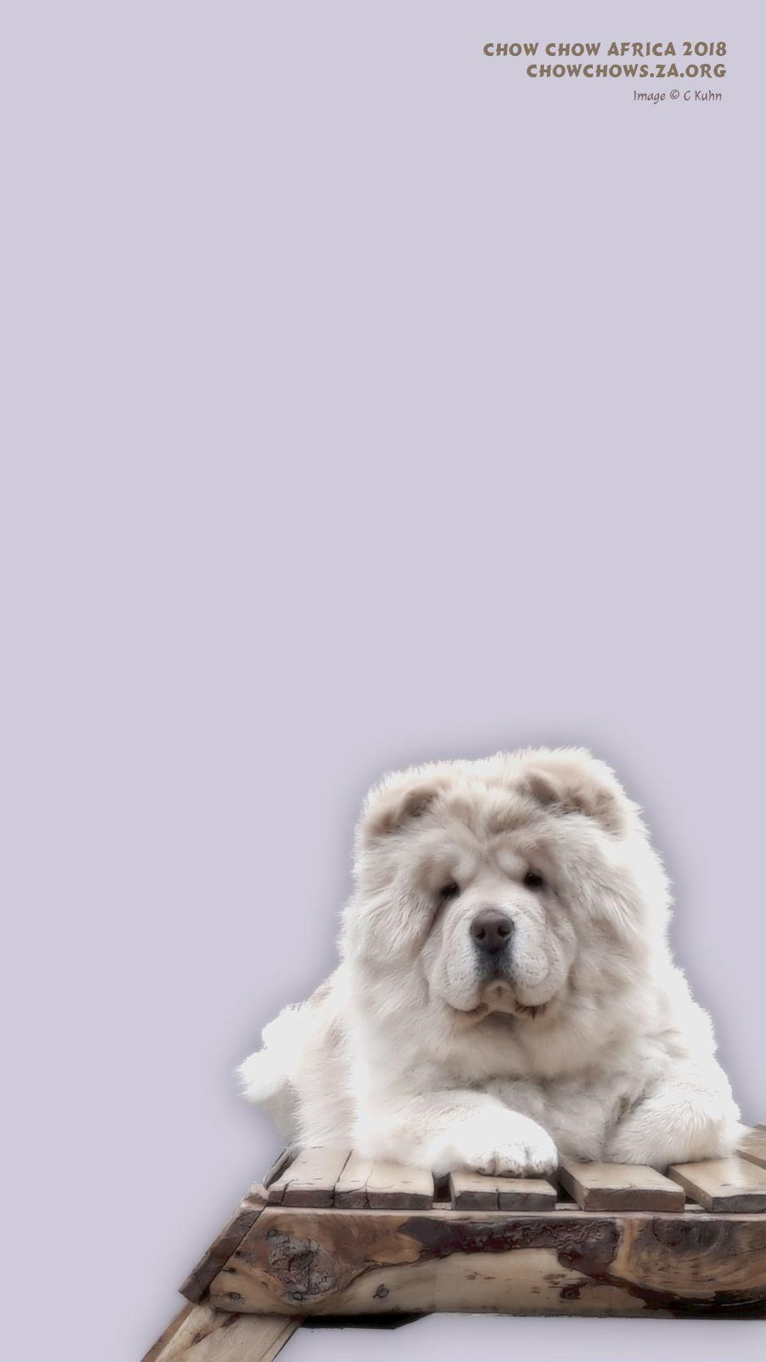 1080x1920 Chow Chow Mobile Wallpaper