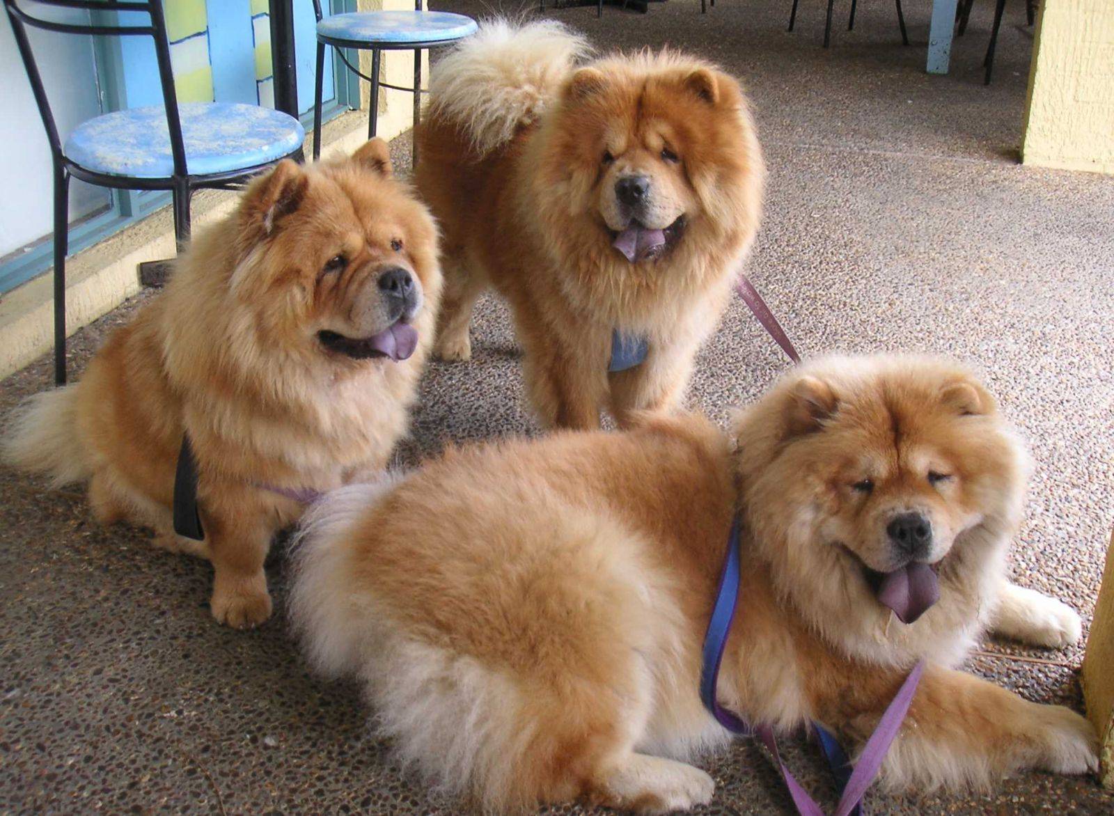 1600x1172 Free download sweet chows family Sweet Chow Chow Dogs Wallpaper [1600x1172] for your Desktop, Mobile & Tablet. Explore Chow Chow Wallpaper. Chow Chow Wallpaper, Chow Chow Wallpaper