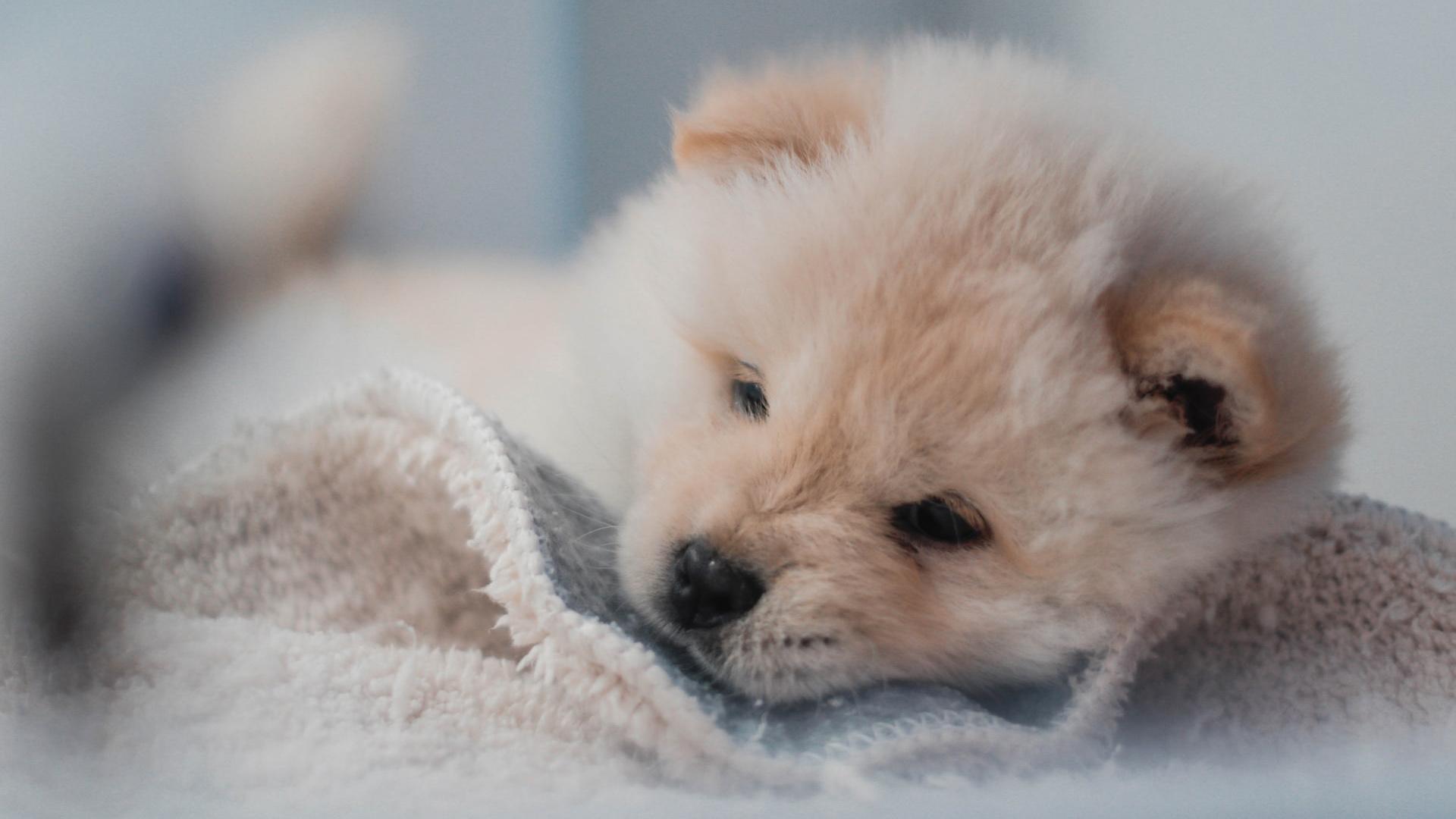 1920x1080 Tan Chow Chow Puppy On White Towel HD Animals Wallpaper
