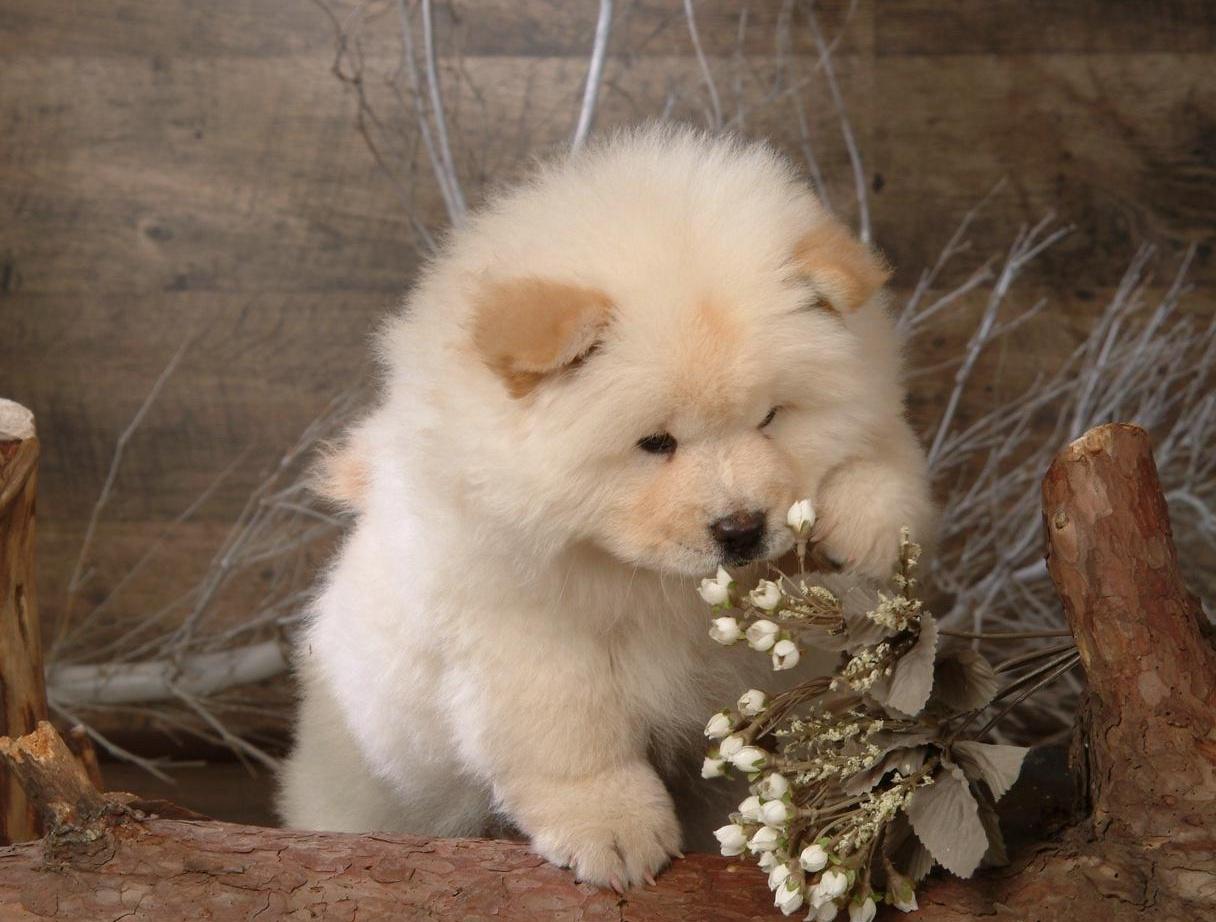 1216x922 Puppy Picture Of Chow Chows