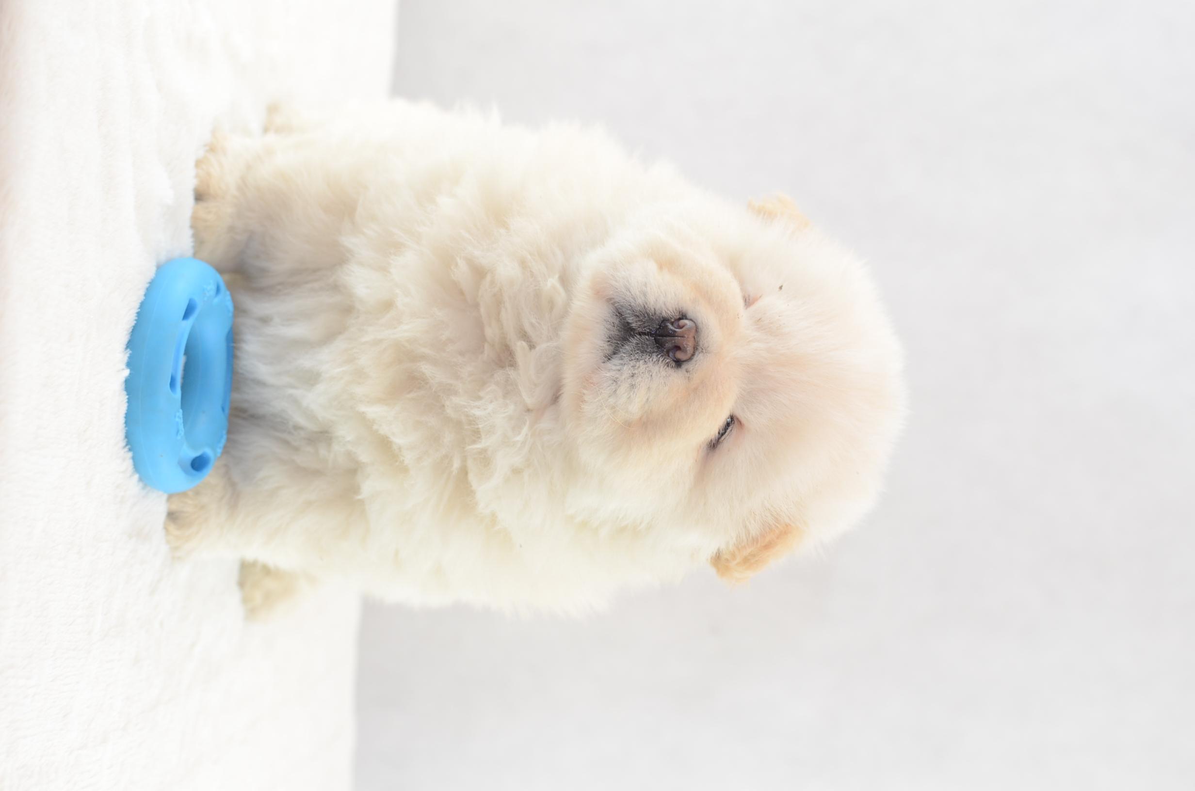 2464x1632 Chow chow Puppy