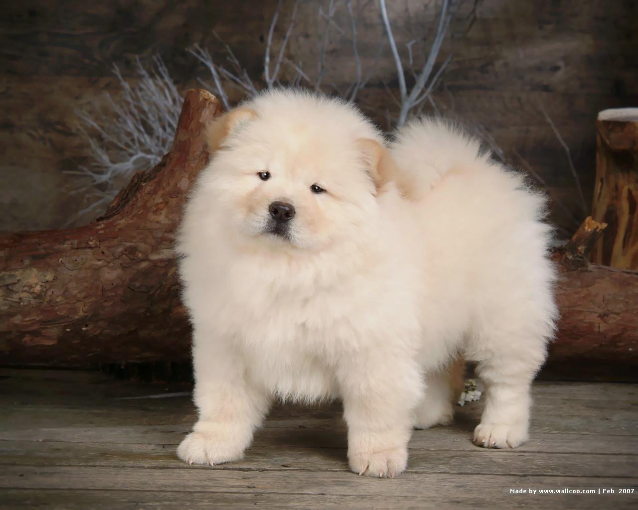 1280x1024 Fluffy Chow Chow Puppies wallpaper Chow puppy Picture 1280x1024 NO.5 Desktop Wallpaper