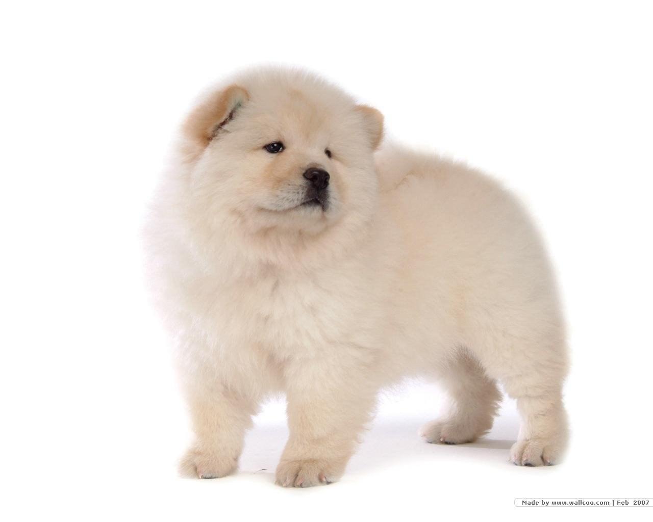 1280x1024 Chow Chow Puppy Wallpaper Puppies Wallpaper Fanpop Desktop Background