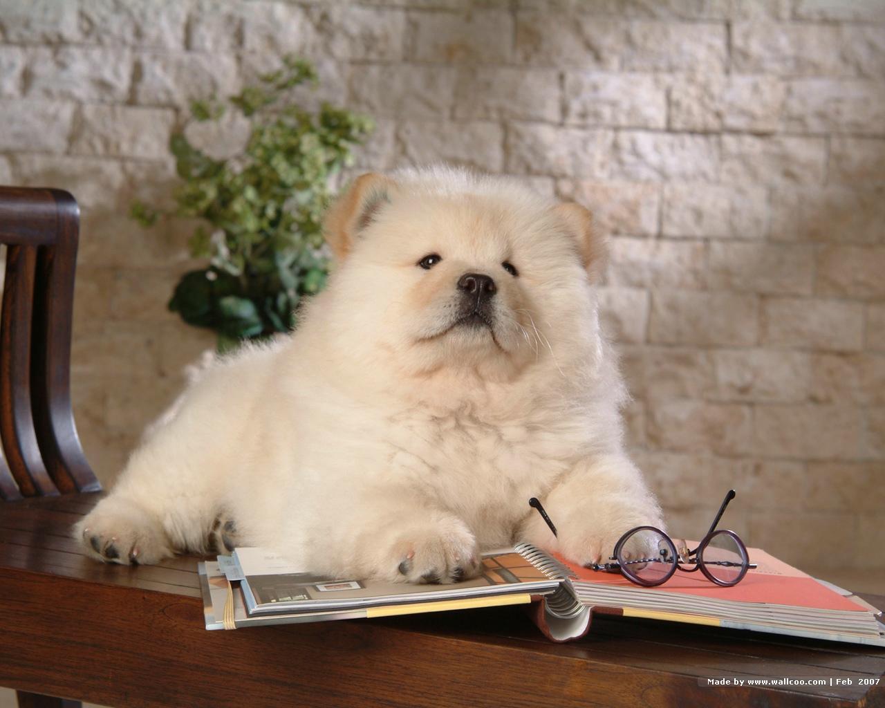 1280x1024 Chow Chow Wallpaper