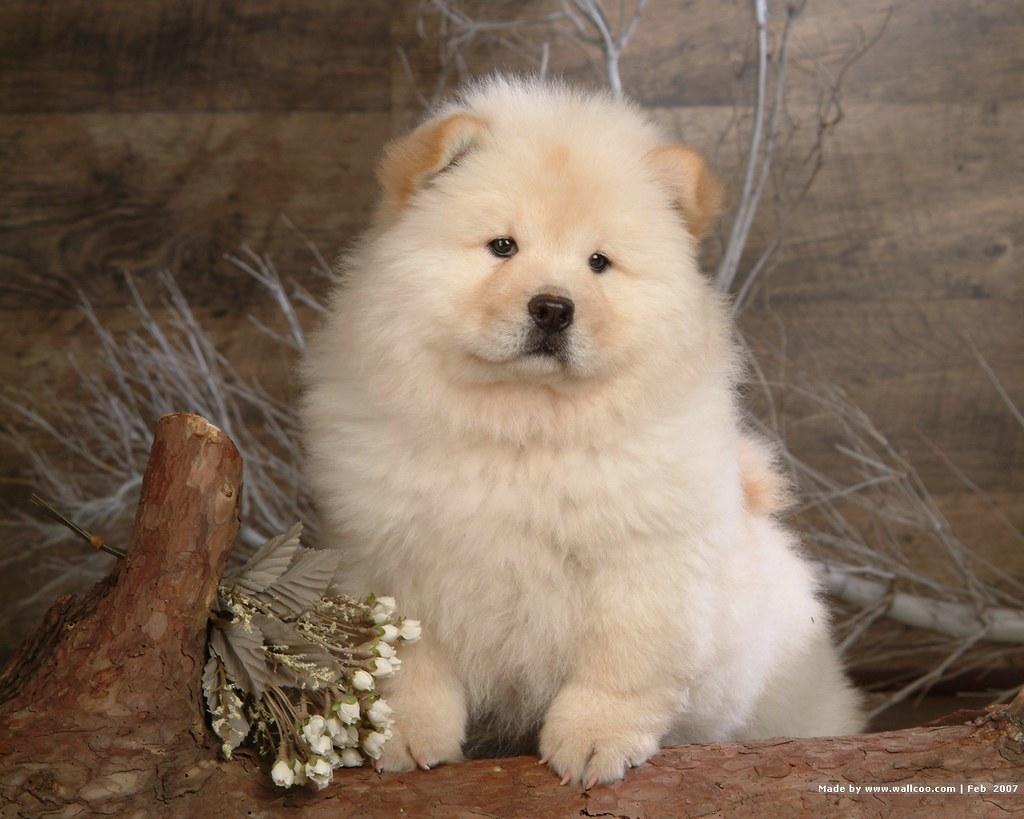 1024x819 Chow Chow Puppies.puppyhood and beyond