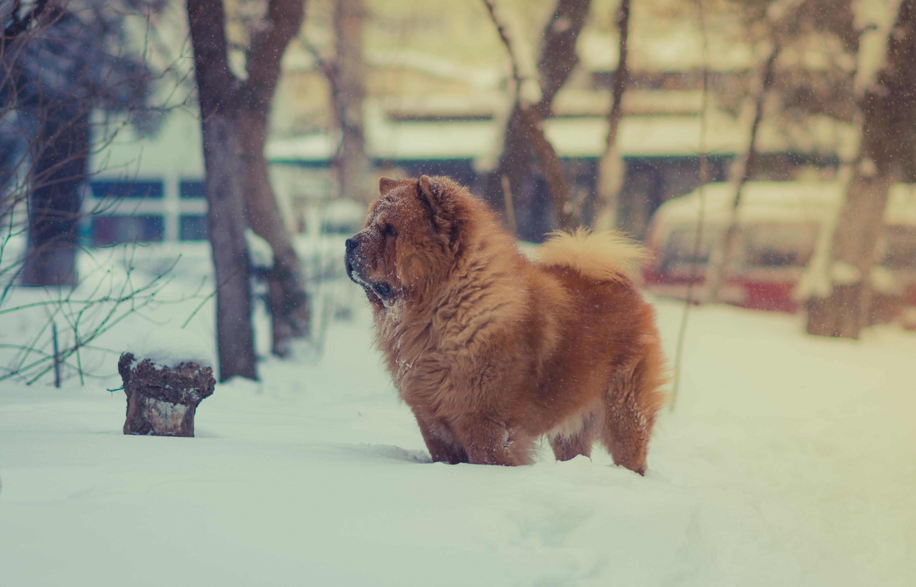 3500x2245 Download 3500x2245 Chow Chow Dog, Fluffy, Snow, Standing, Dogs Wallpaper