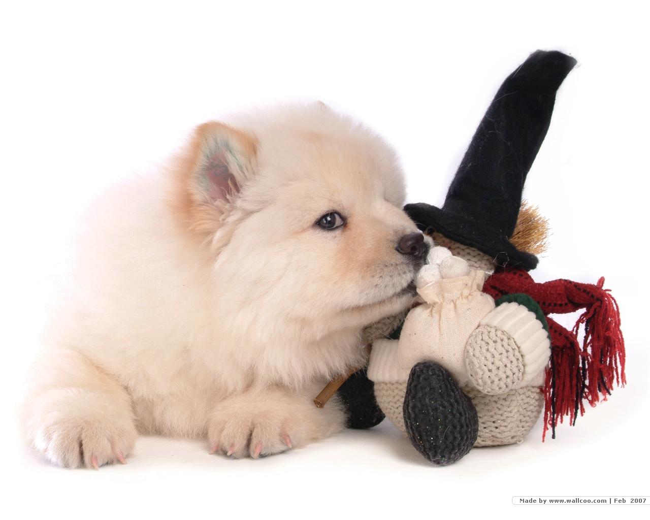 1280x1024 Fluffy Chow Chow Puppies wallpaper Chow puppy Picture 1280x1024 NO.26 Desktop Wallpaper