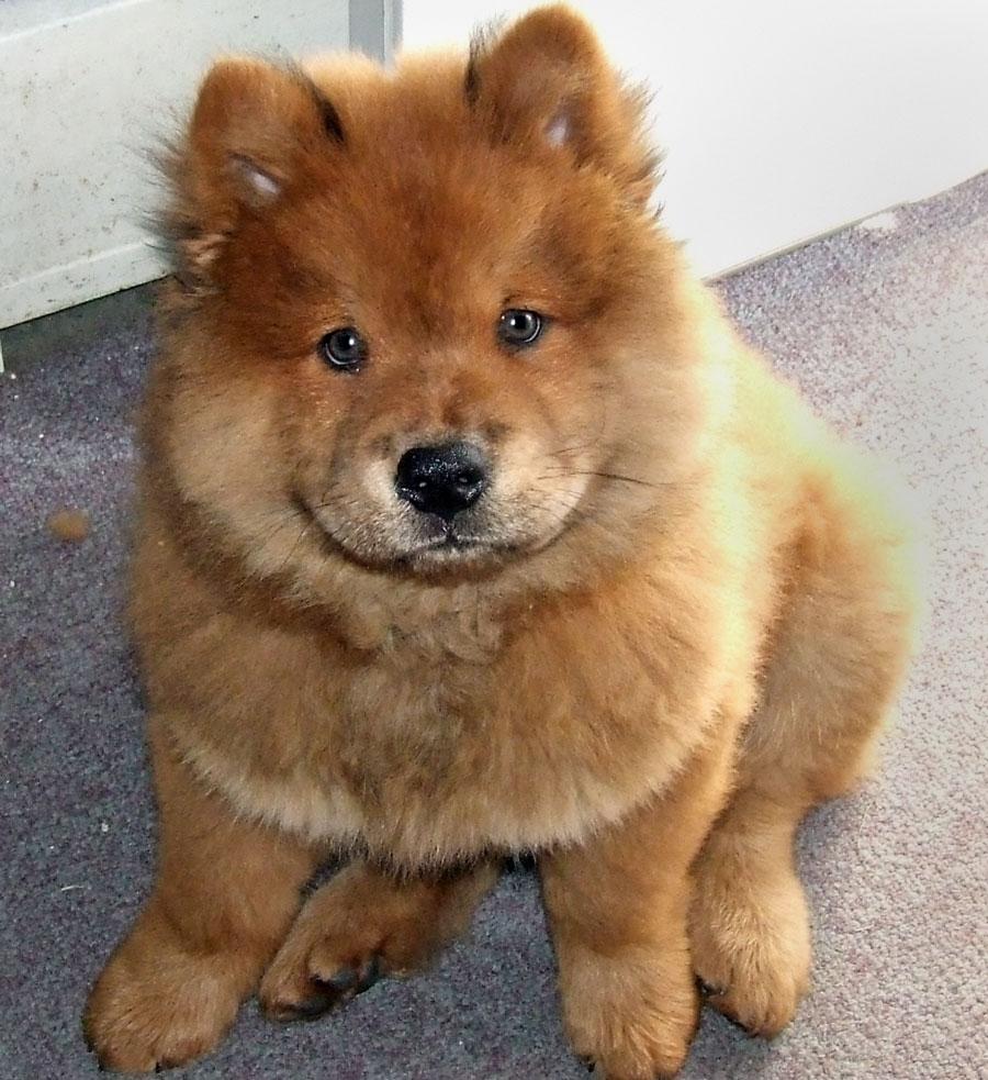 900x983 Very Cute Chow Chow Puppies Picture